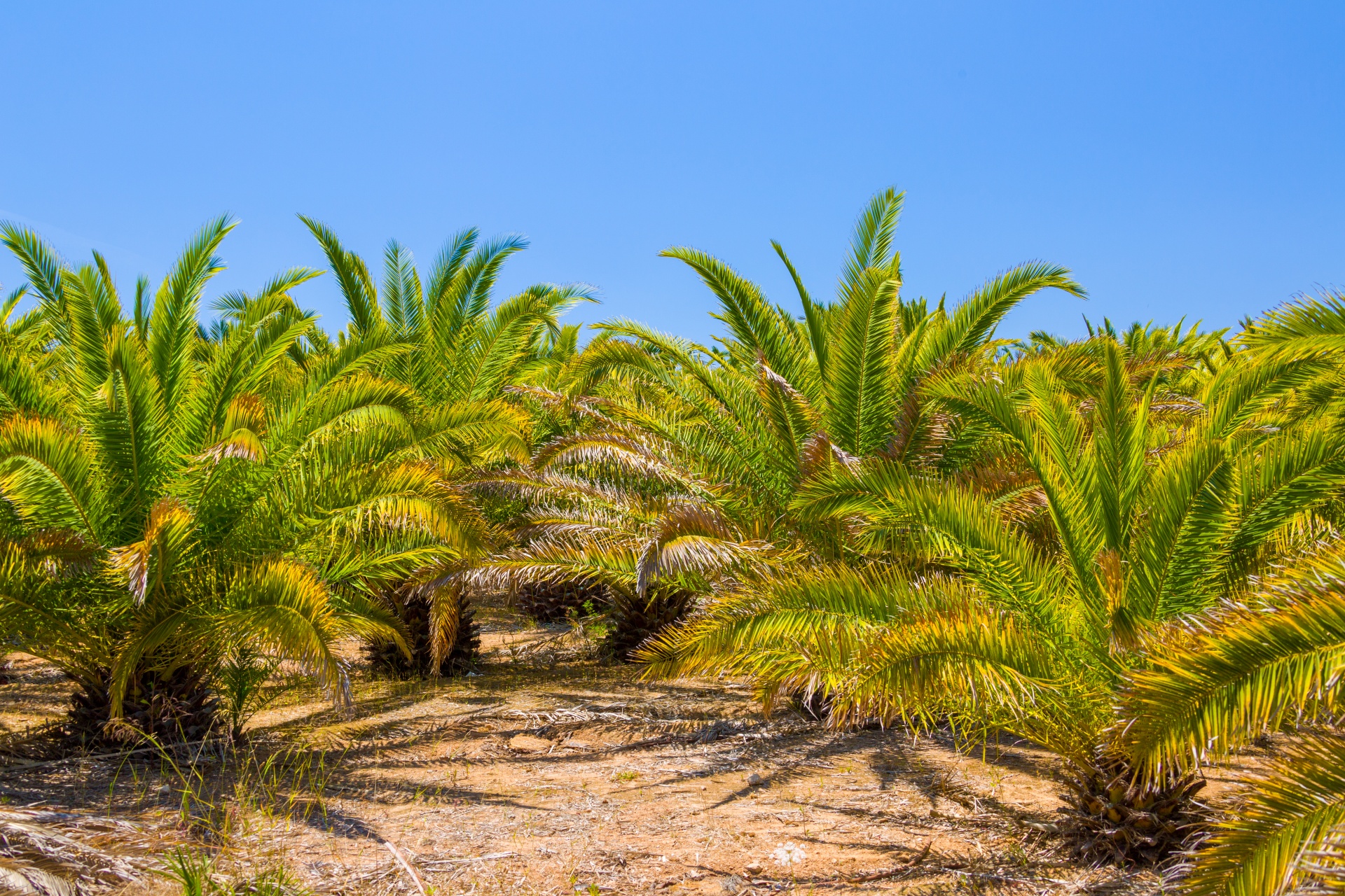 blue sky exotic green free photo