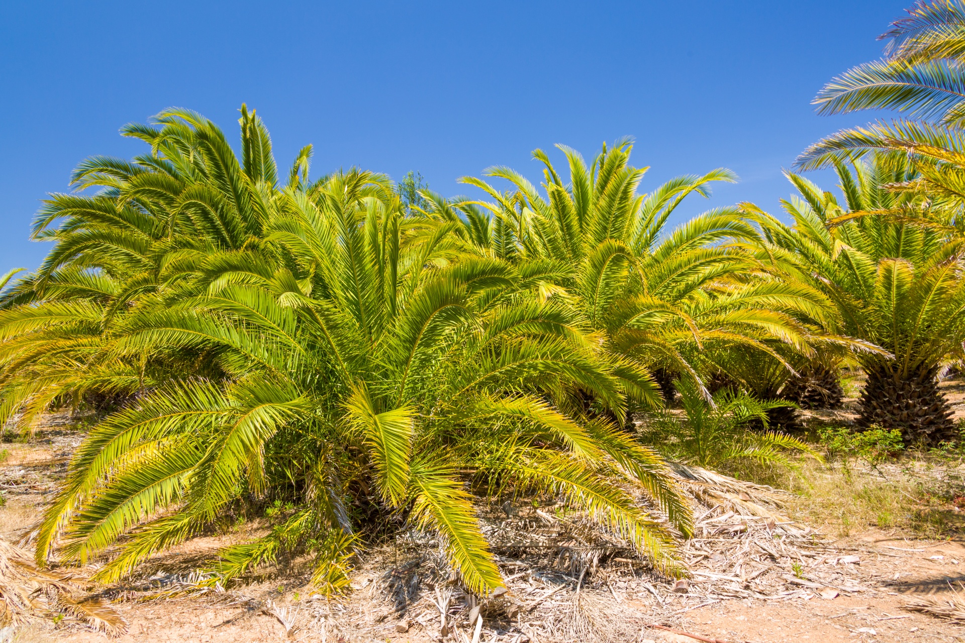 blue sky exotic green free photo