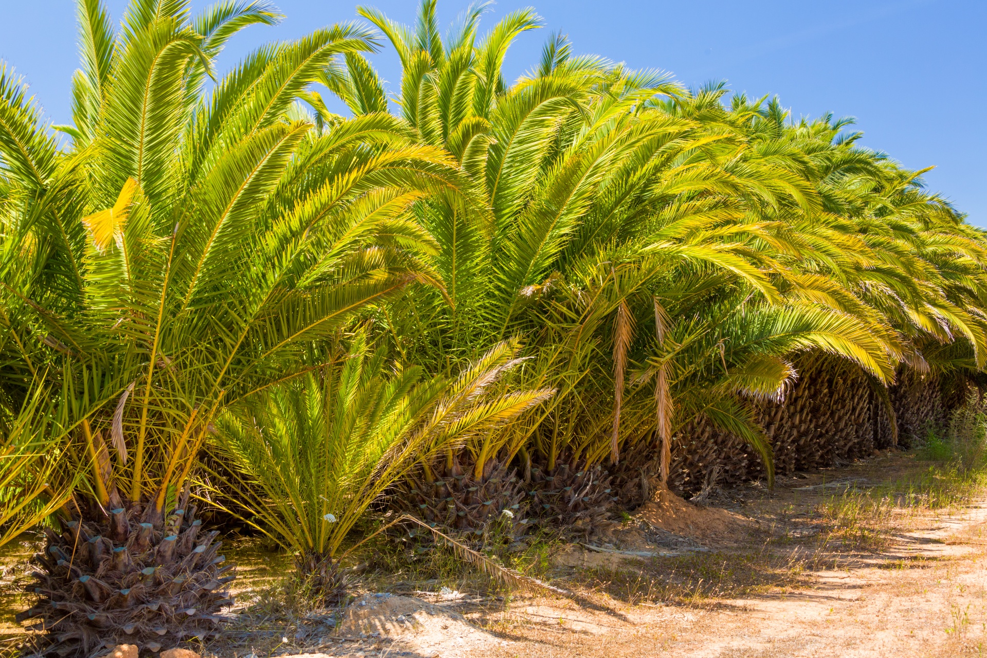 blue sky exotic green free photo