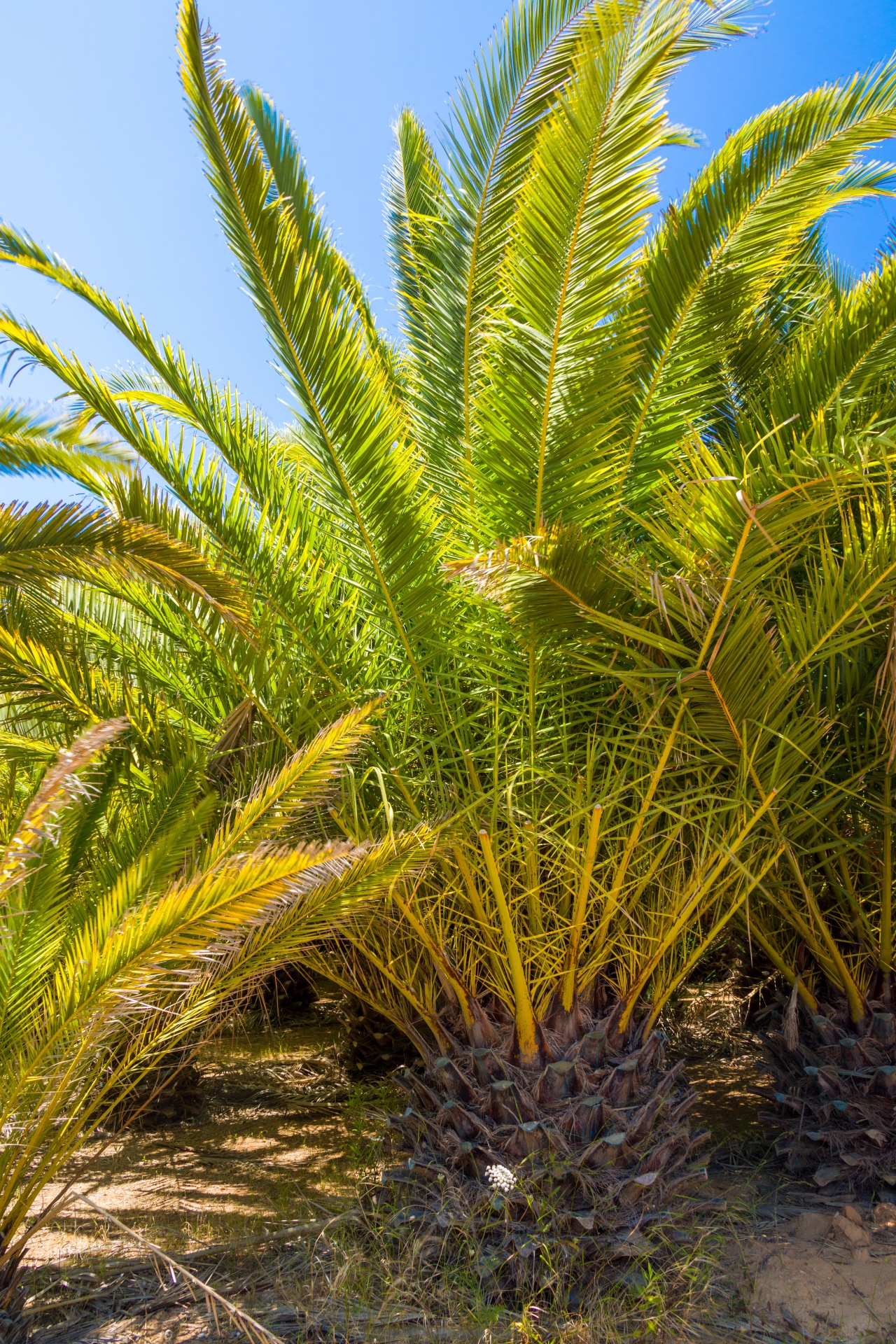 blue sky exotic green free photo