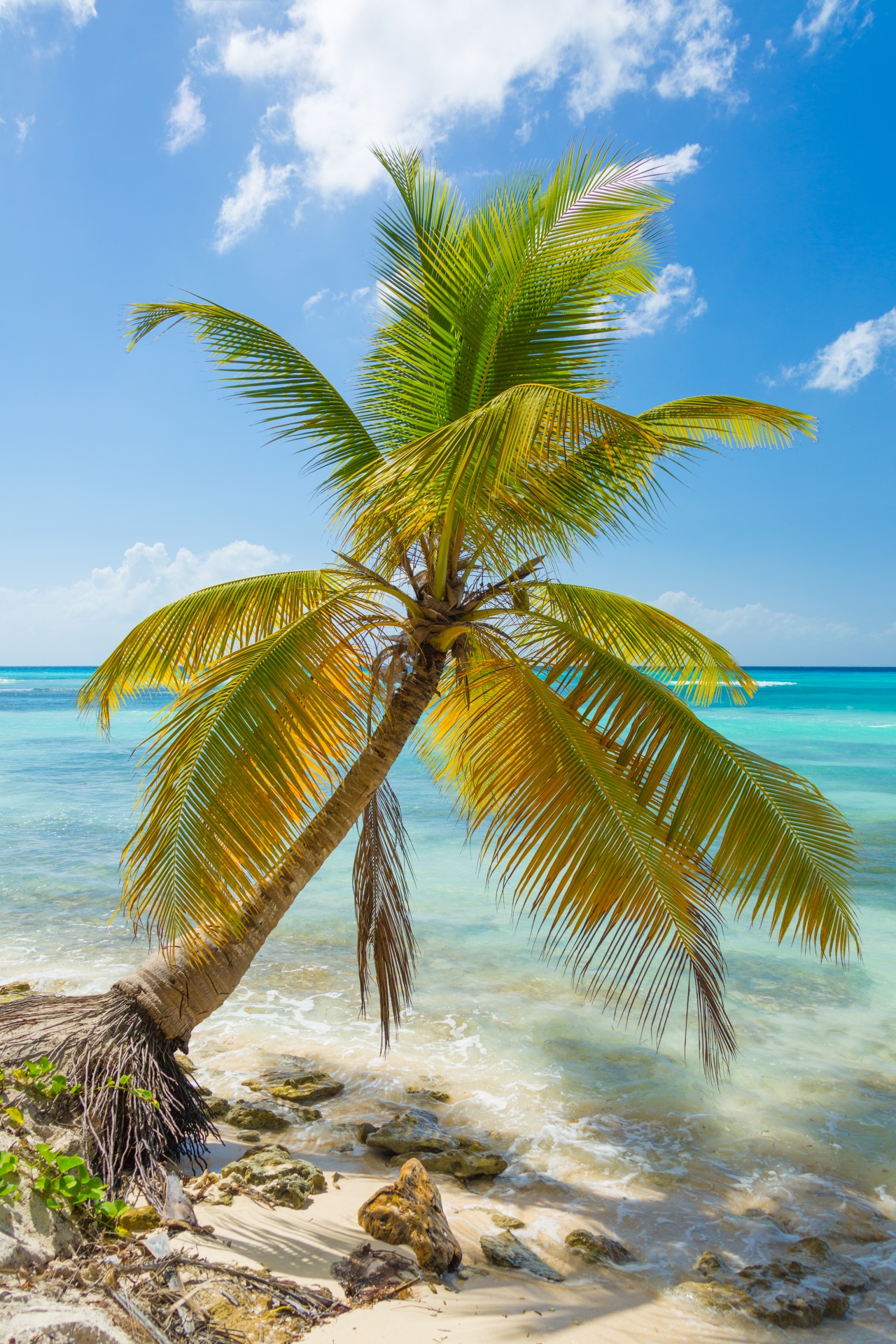 beach caribbean coast free photo