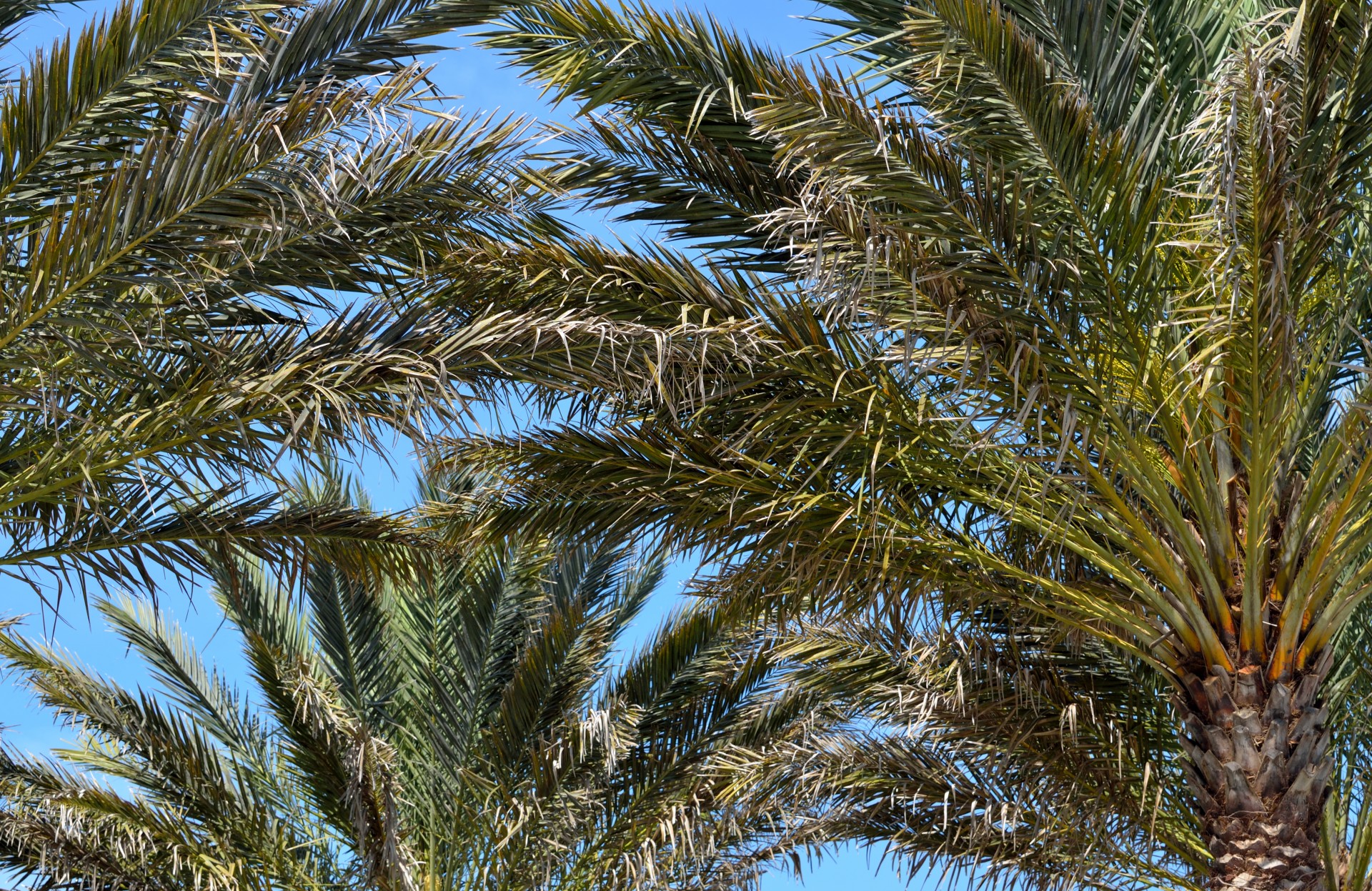 palm trees tree tropical free photo