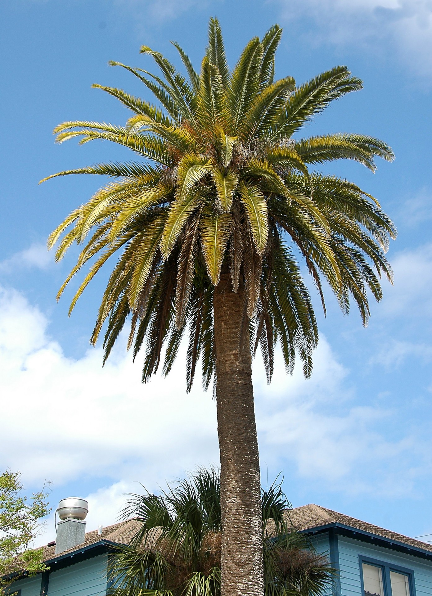 palm trees tree tropical free photo