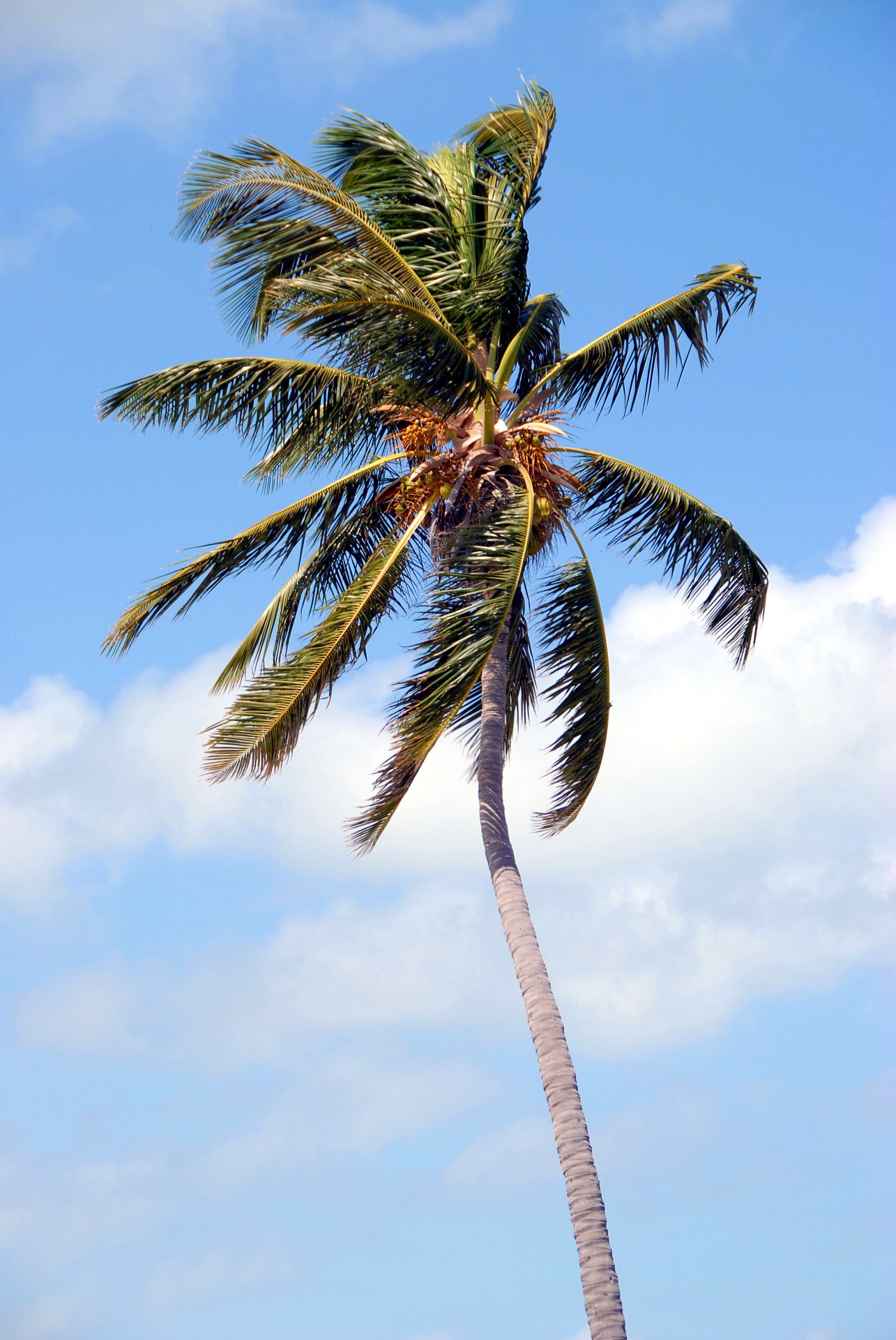 palm trees tree tropical free photo