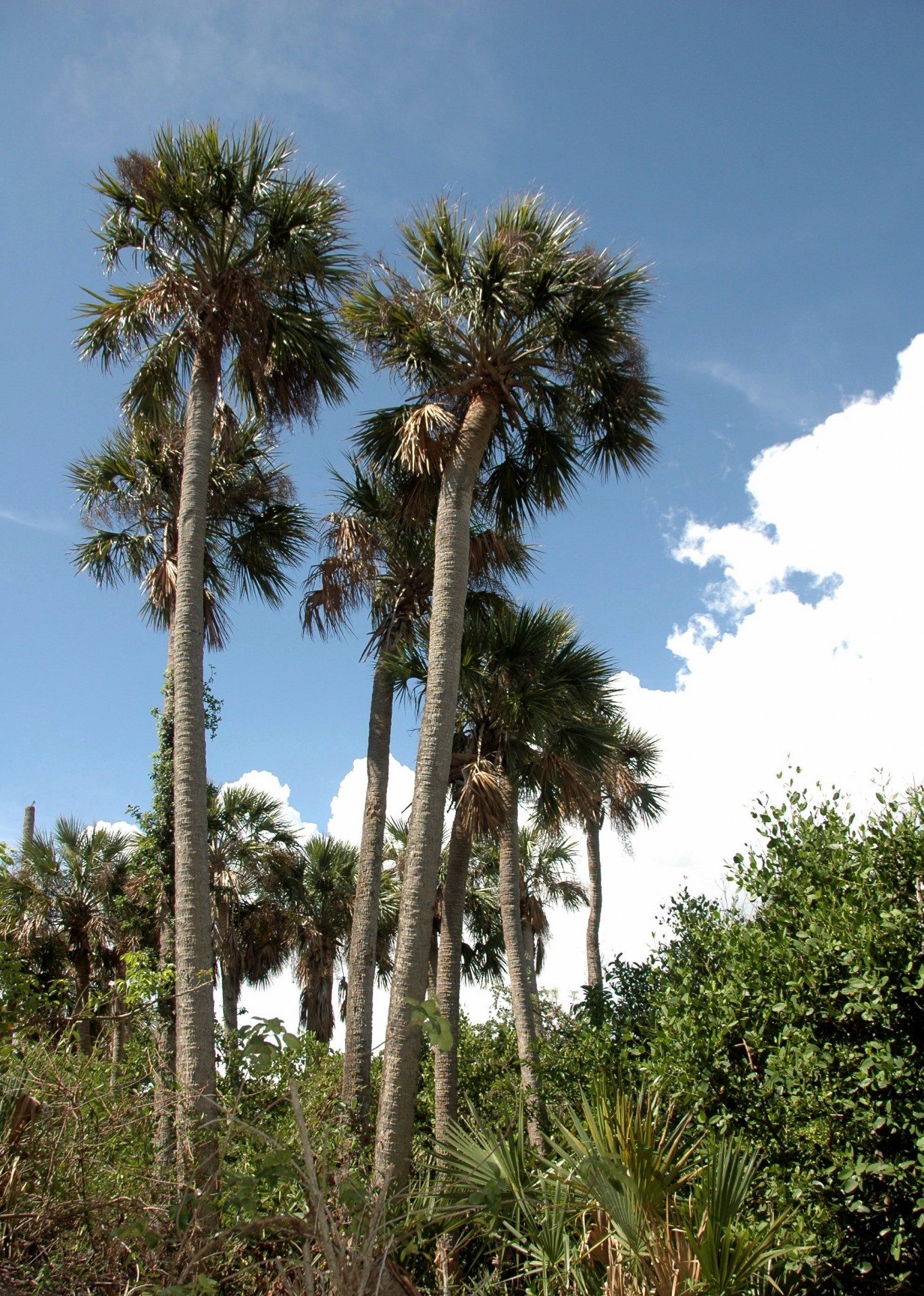 palm trees tree tropical free photo