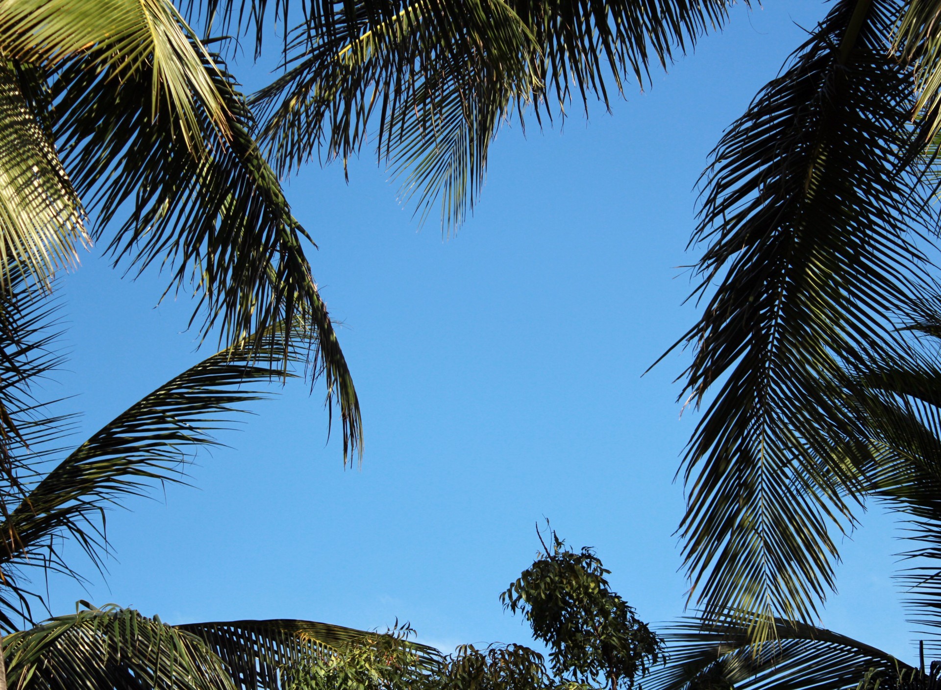 palm tree background palm tree leaves free photo