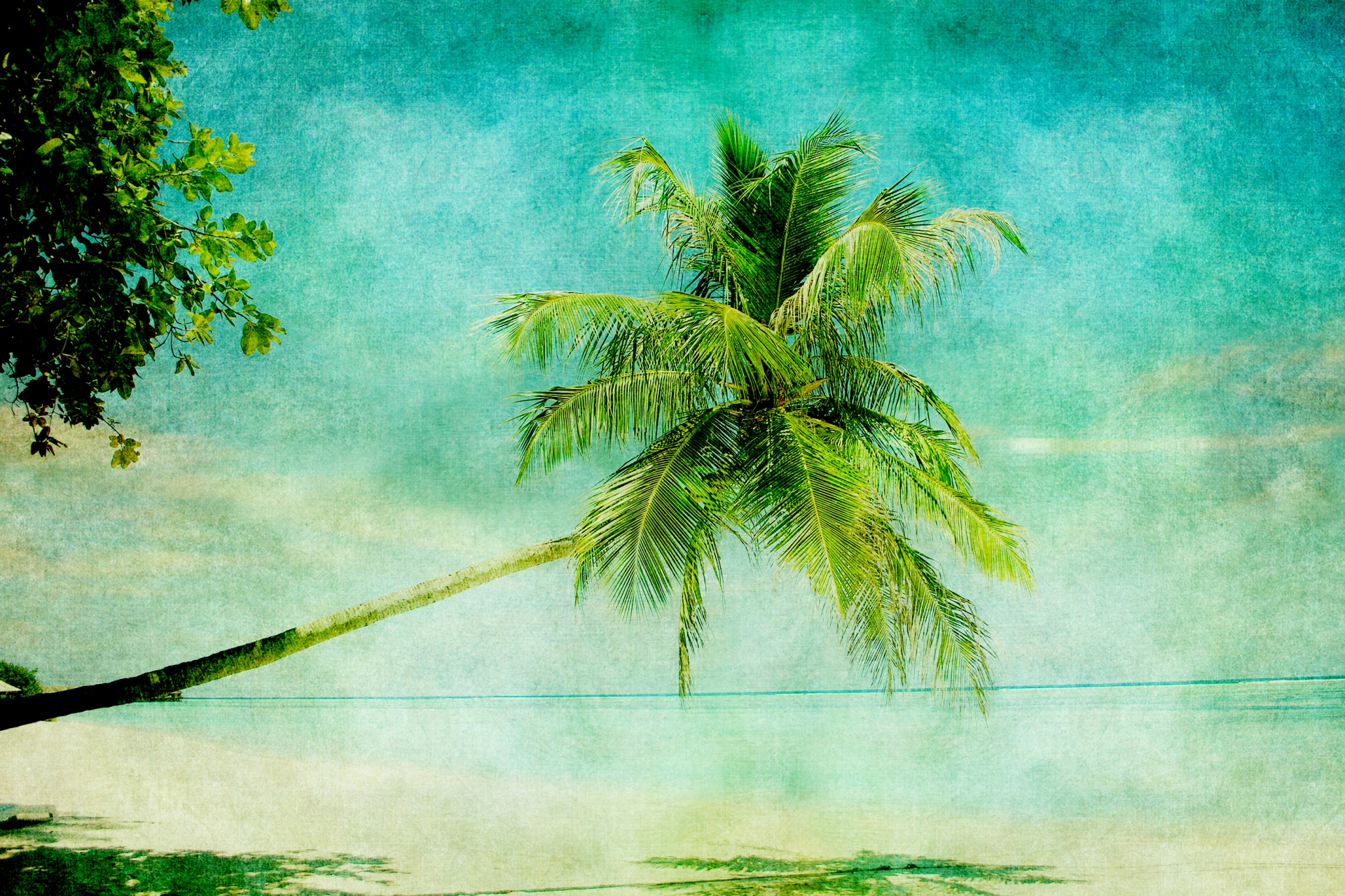 Palm,tree,beach,tropical,palm tree - free image from needpix.com
