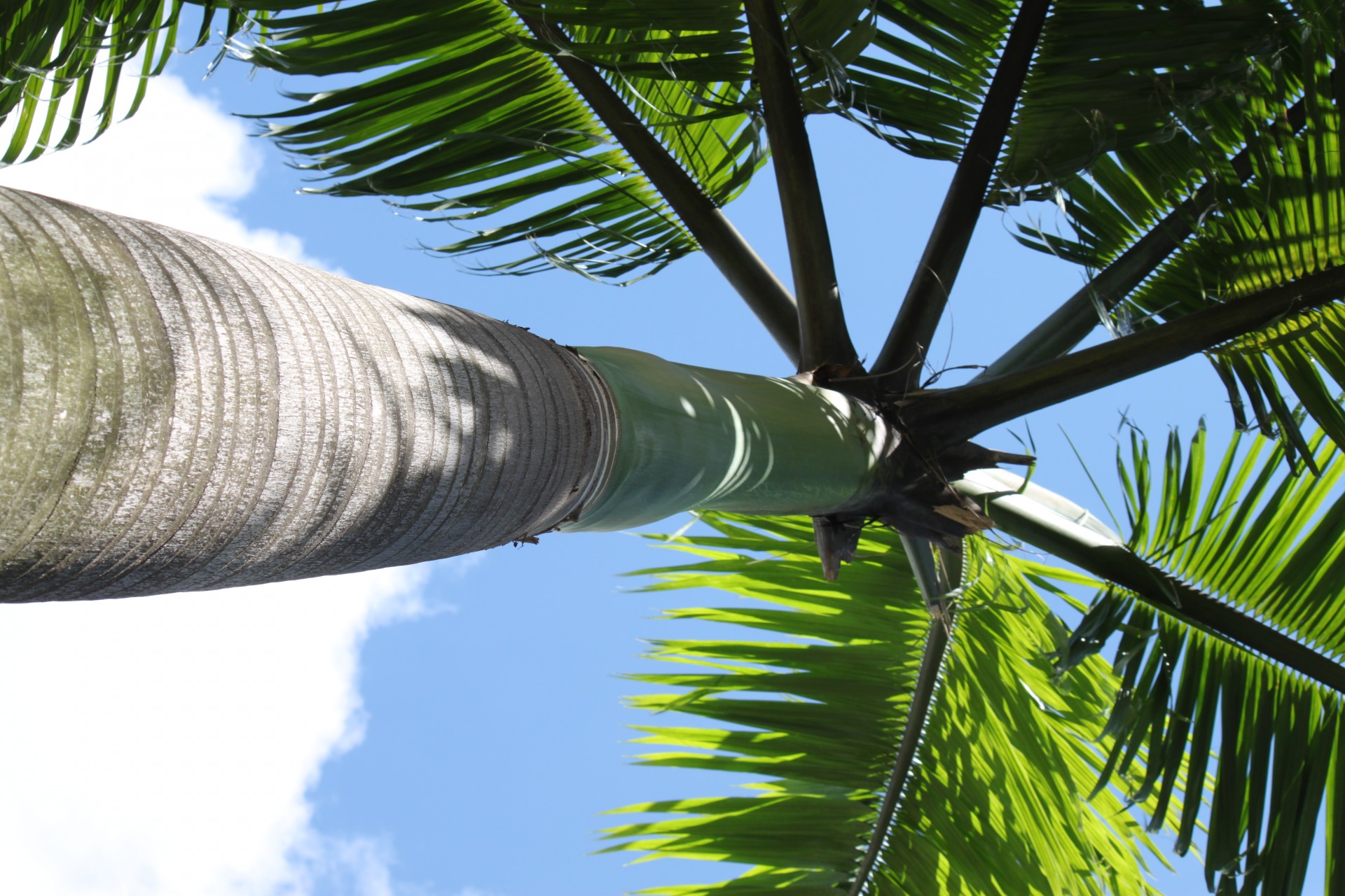 palm tree from free photo