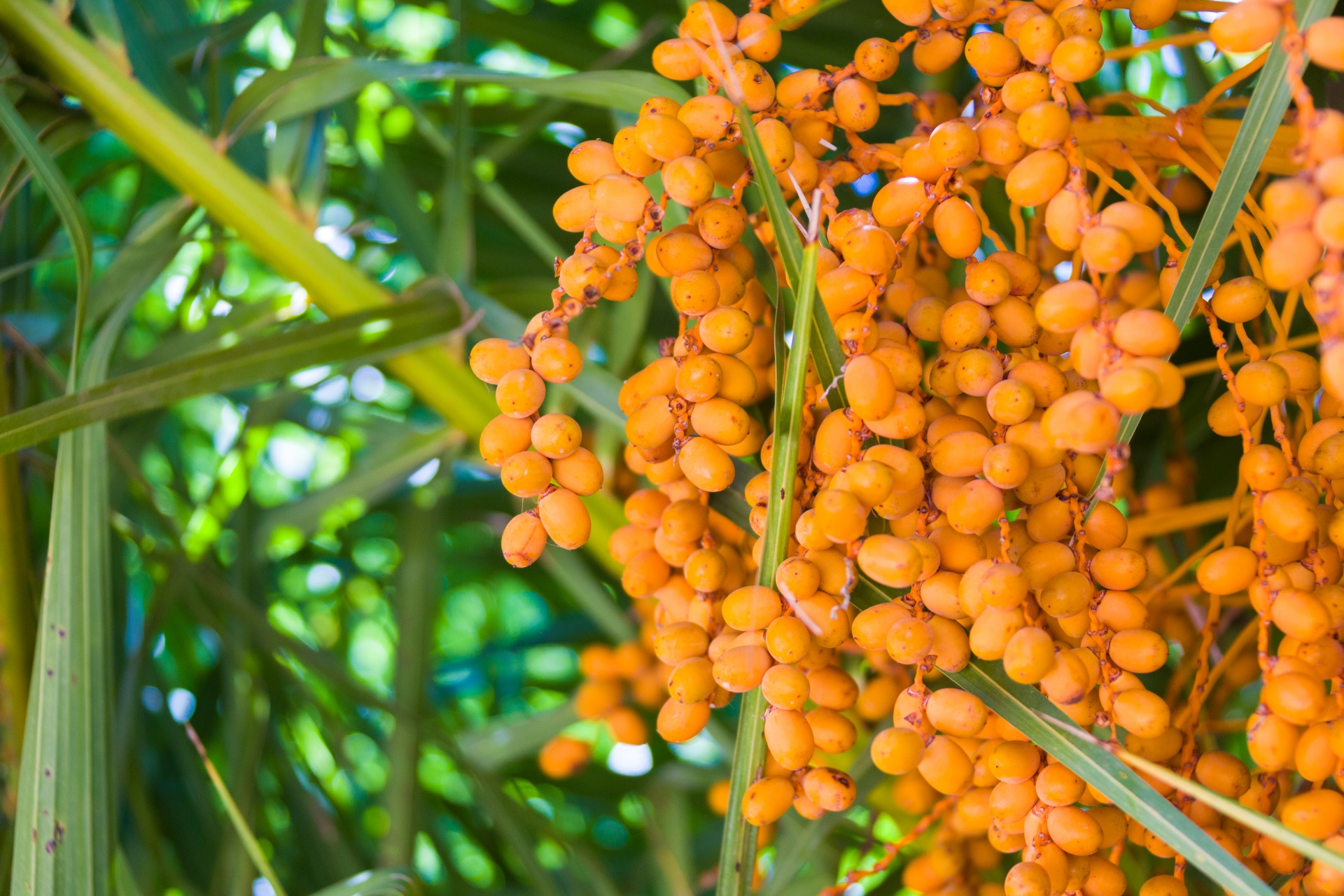 bunch closeup date free photo