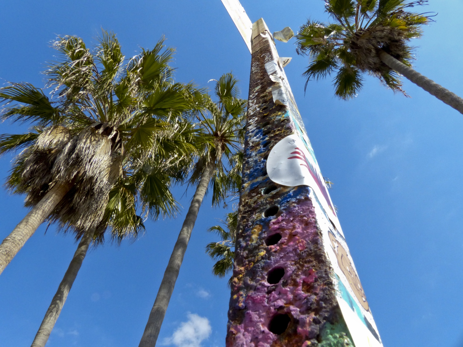 palm trees pole graffiti free photo