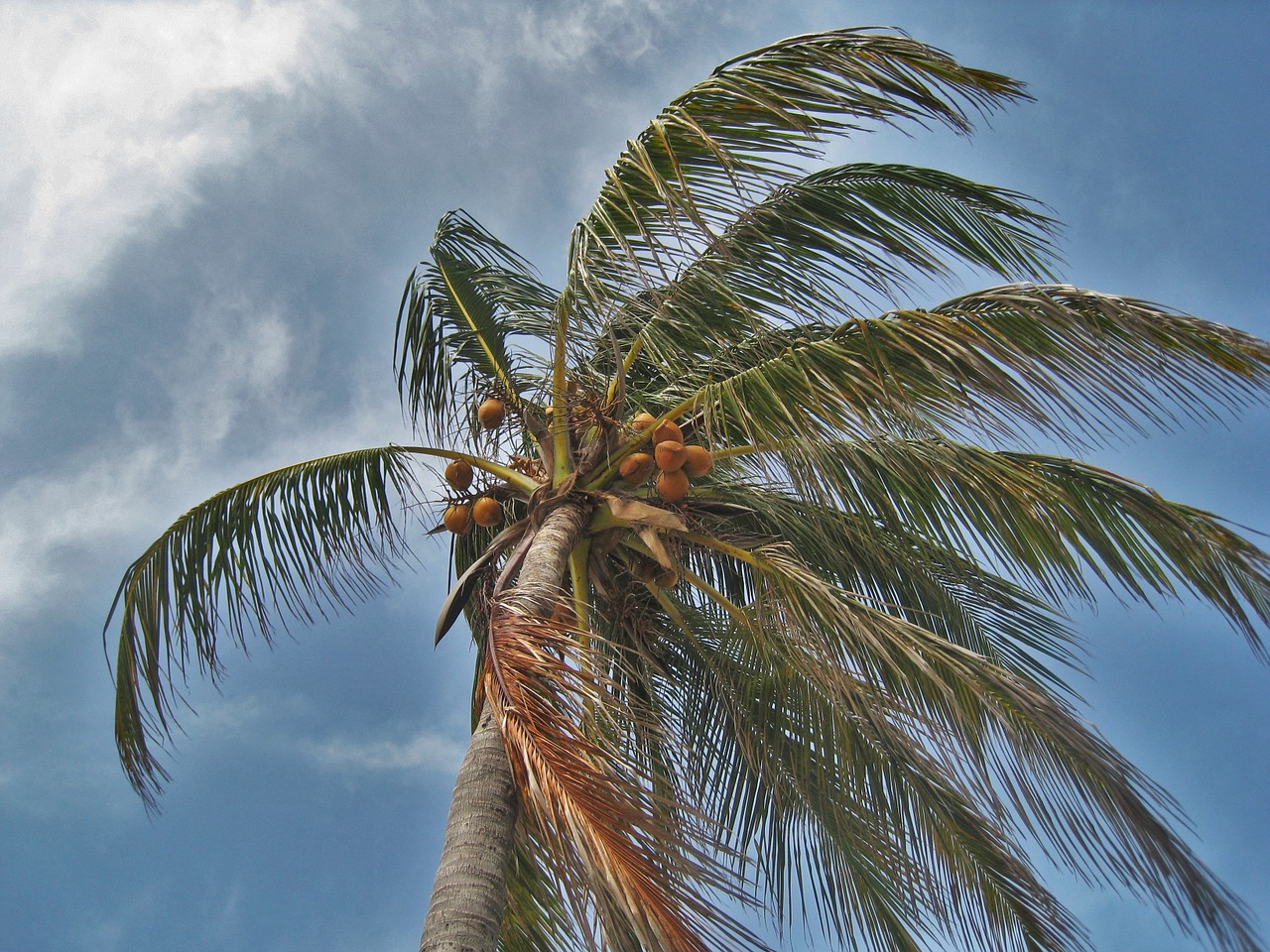 palm tree in the storm florida hurricane free photo
