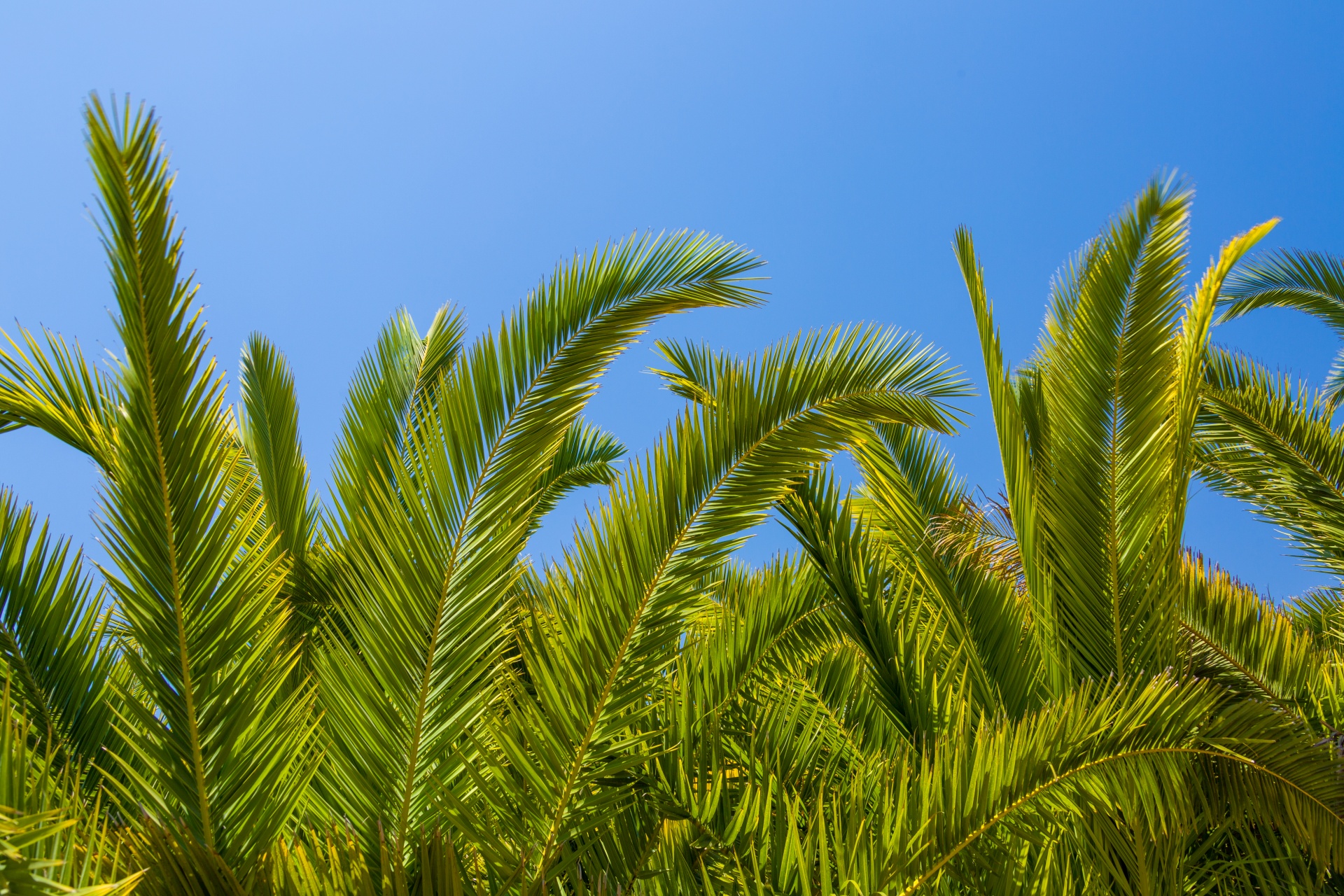 blue sky exotic green free photo