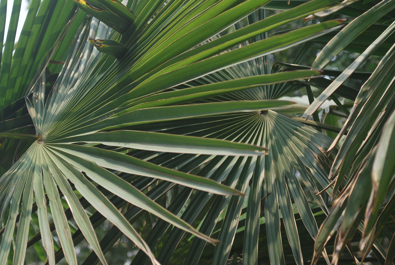 tree palm leaves free photo