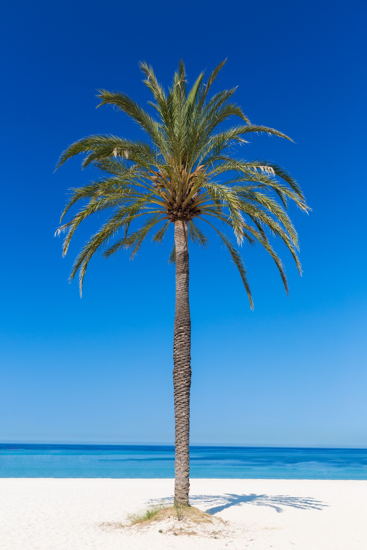 palm beach tree free photo