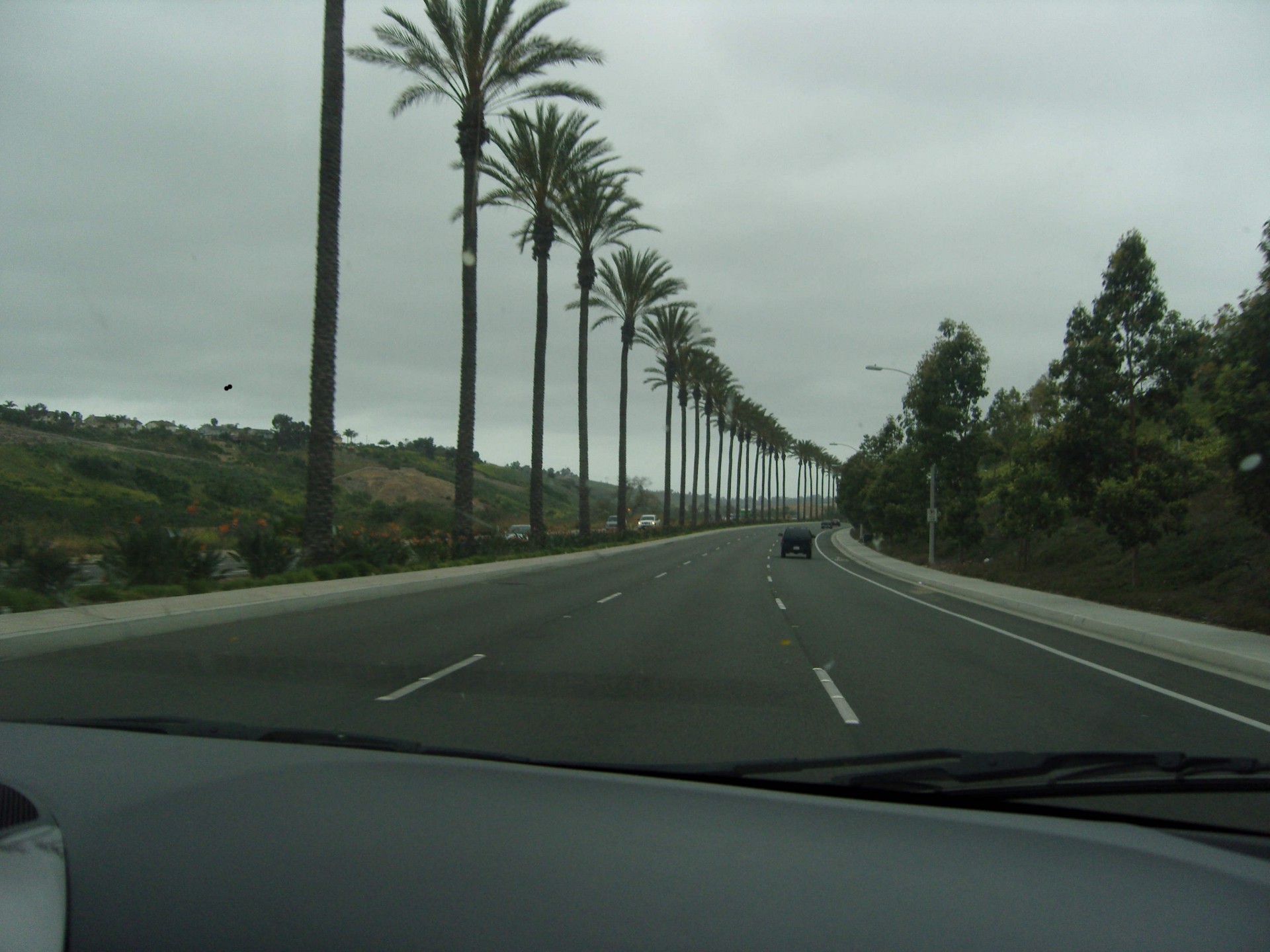 beautiful roads palm tree road free photo