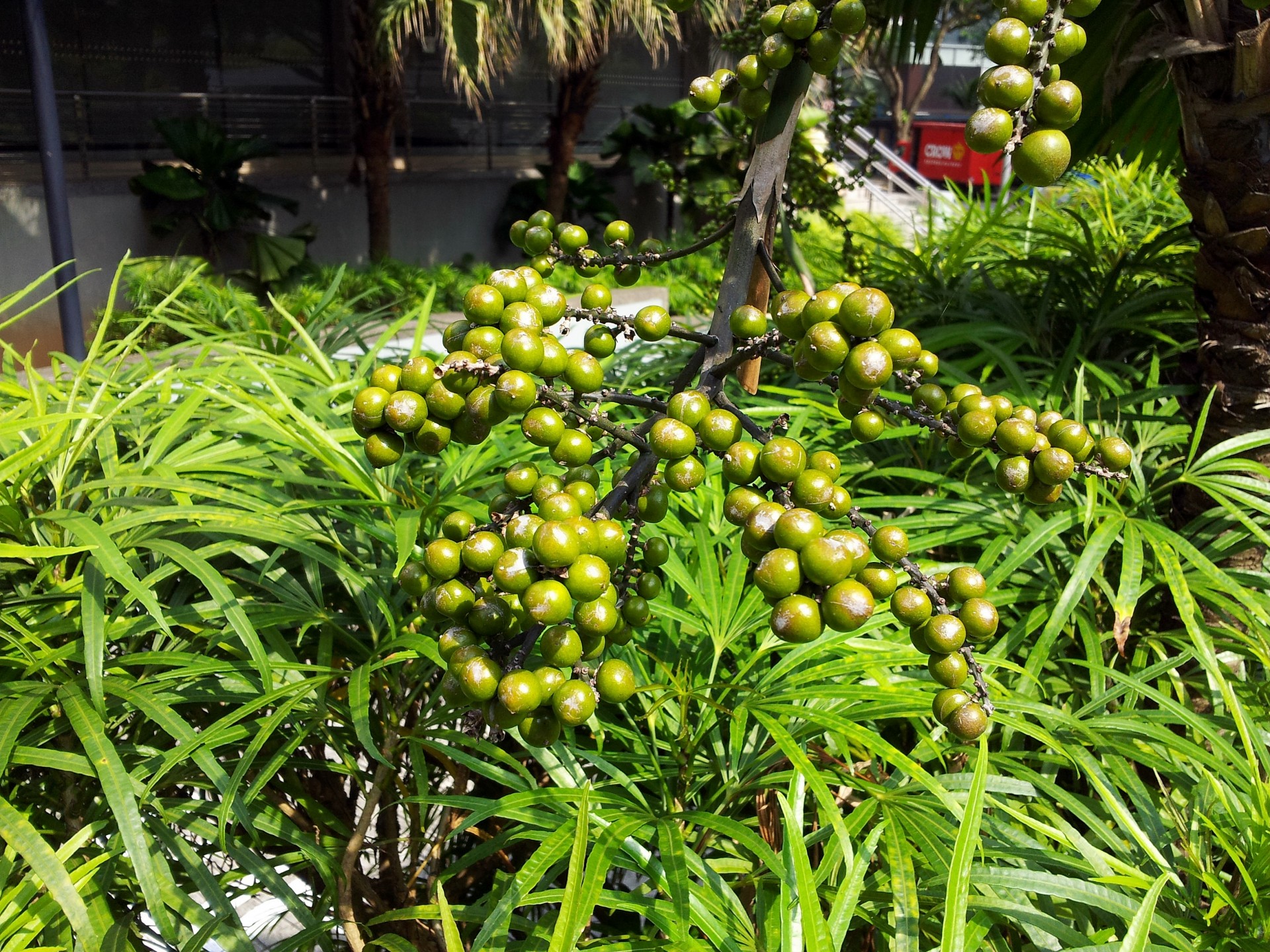 palm tree seeds tropical plant nuts free photo