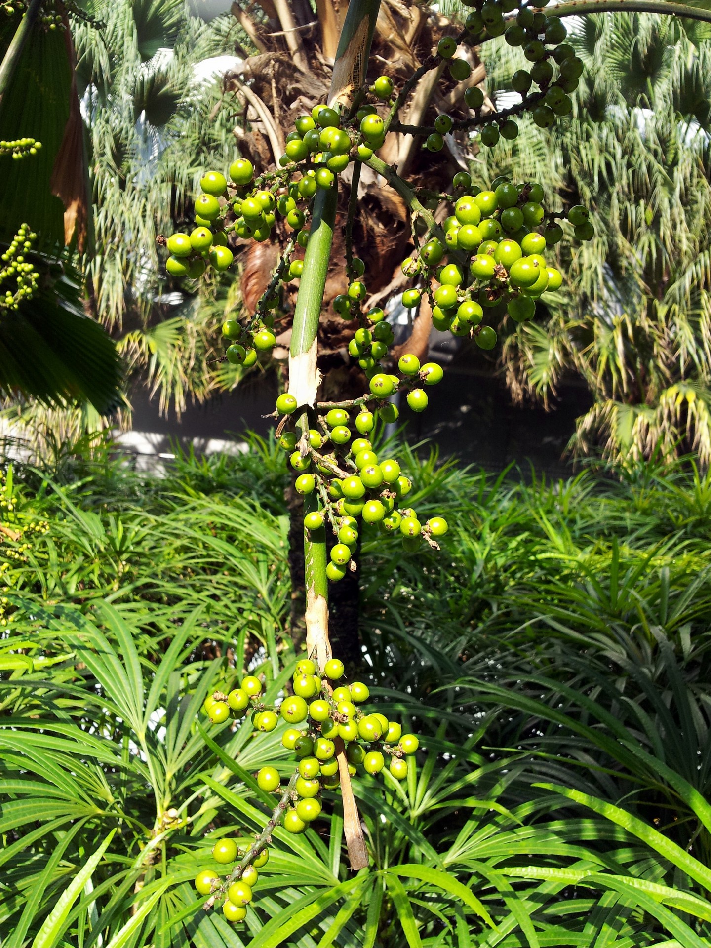 palm tree seeds tropical nuts fruit free photo