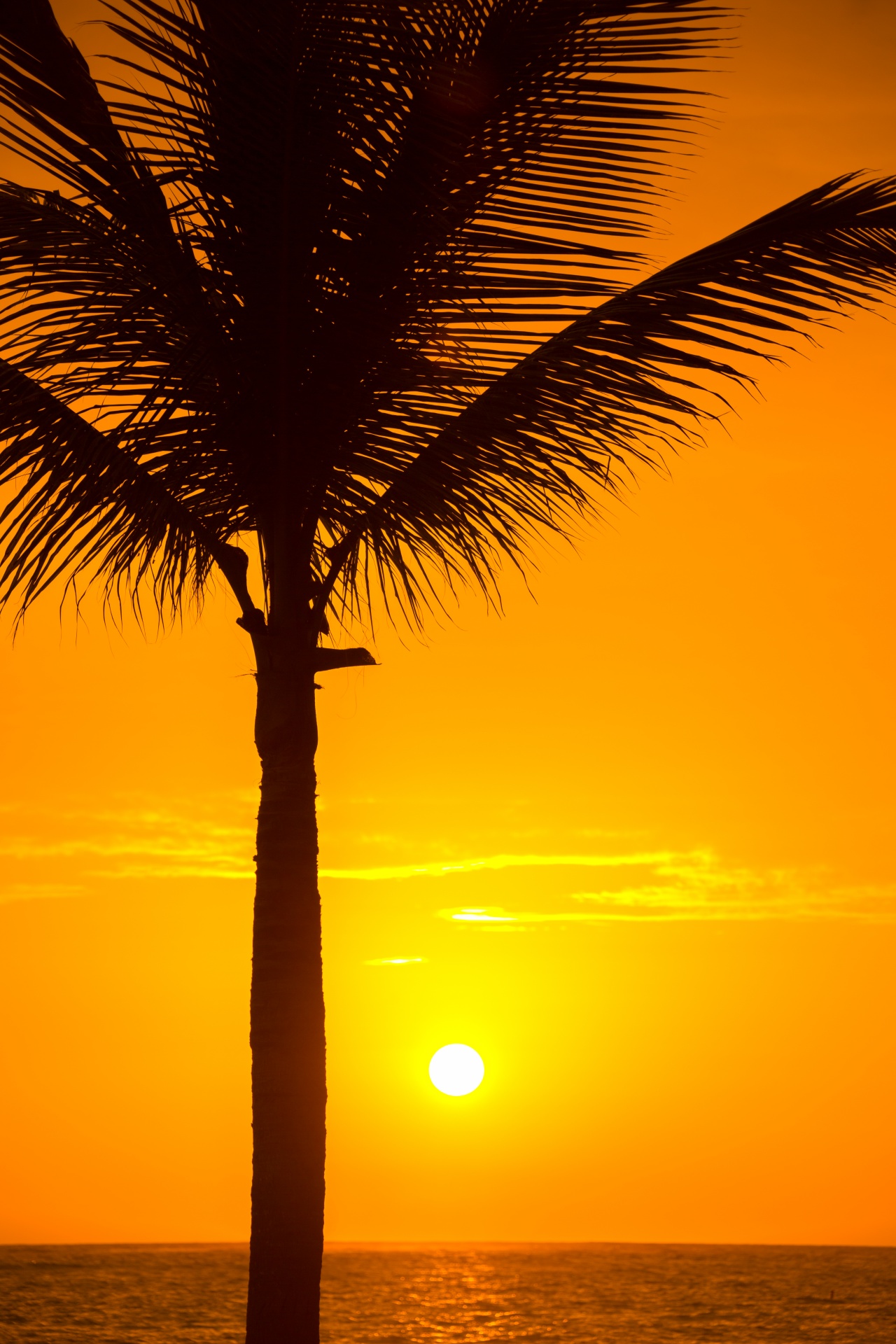 beach beautiful coconut free photo