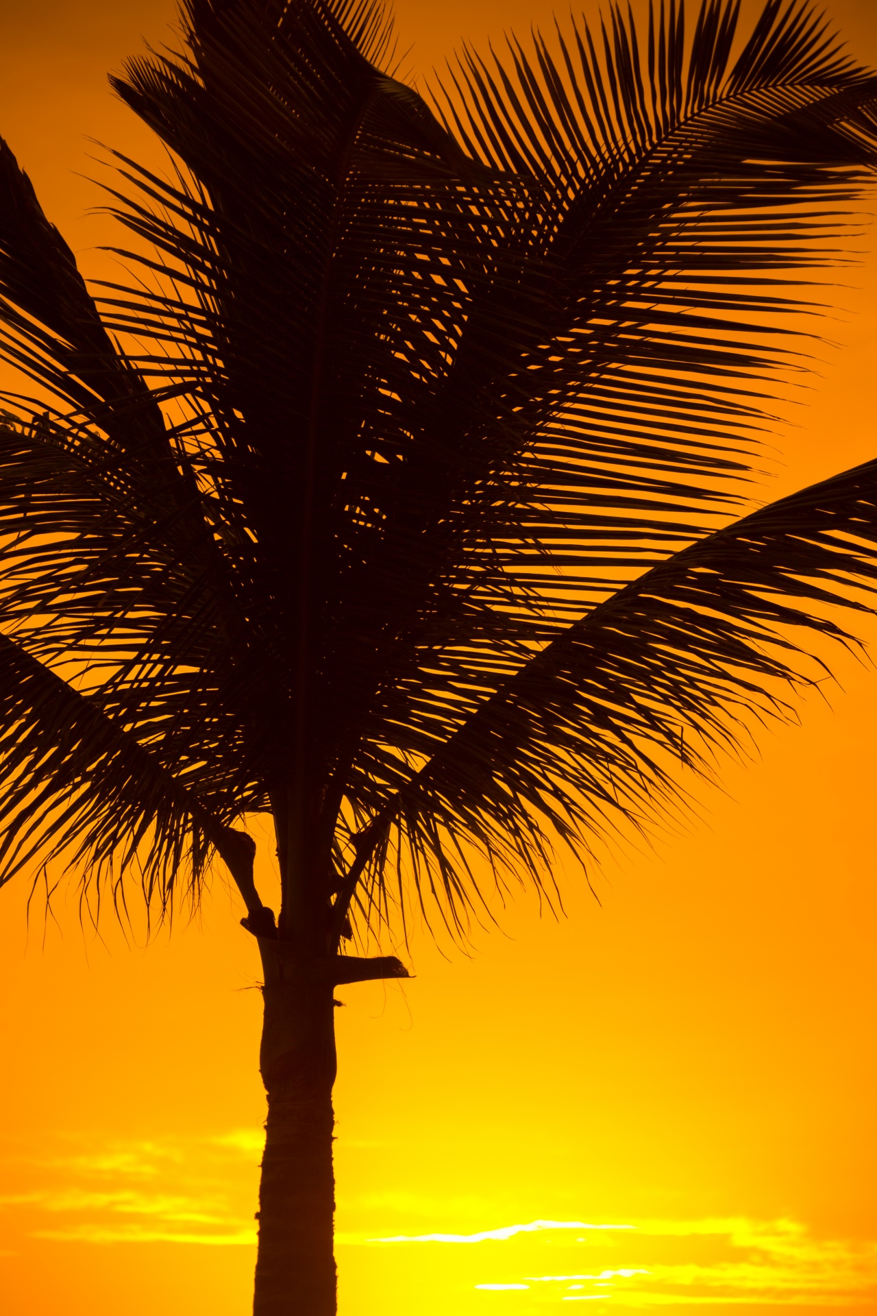 beach beautiful coconut free photo