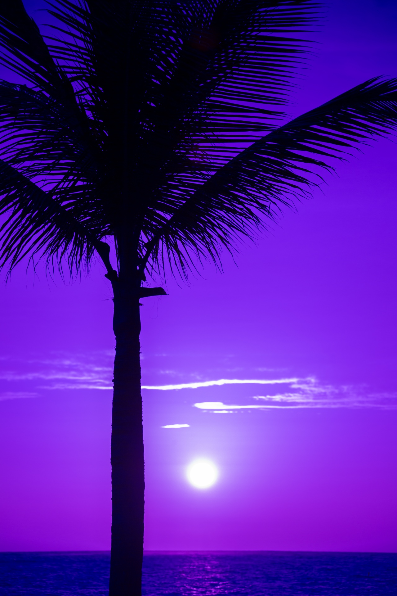 beach beautiful coconut free photo