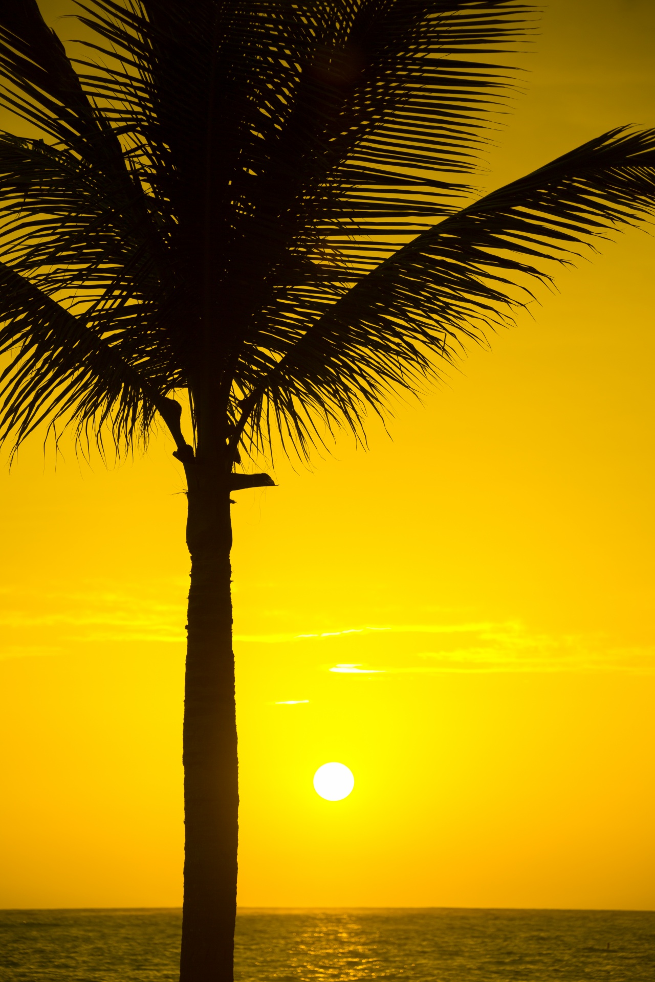 beach beautiful coconut free photo