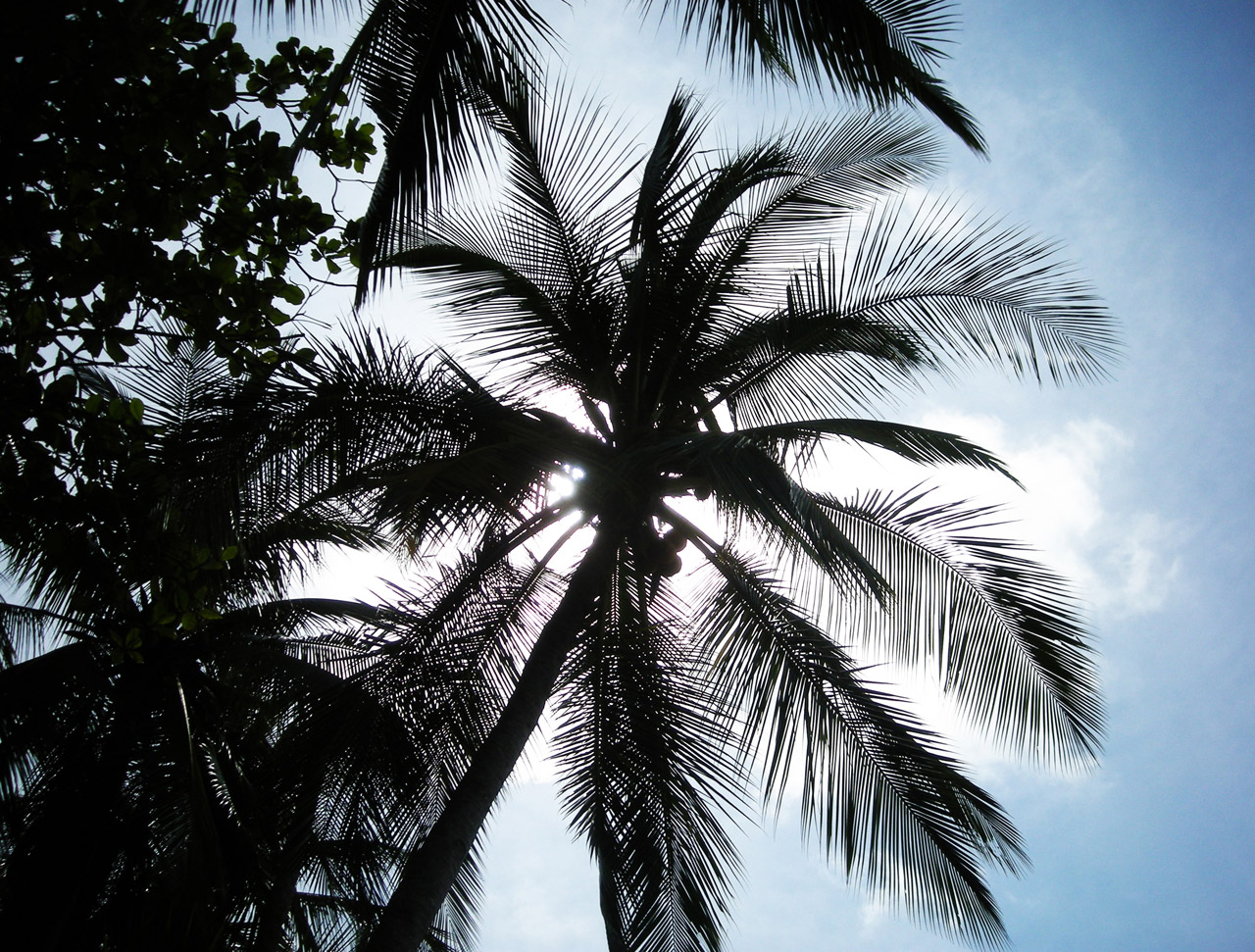 palm coconut silhouette free photo