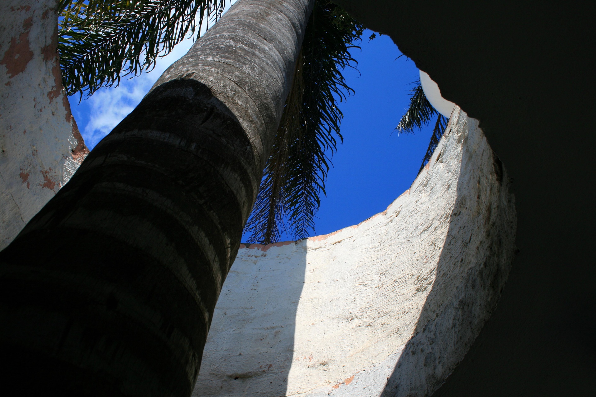 tree palm roof free photo