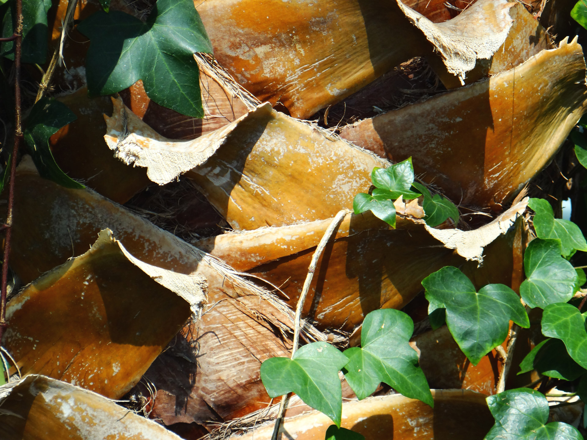 palm tree trunk macro free photo