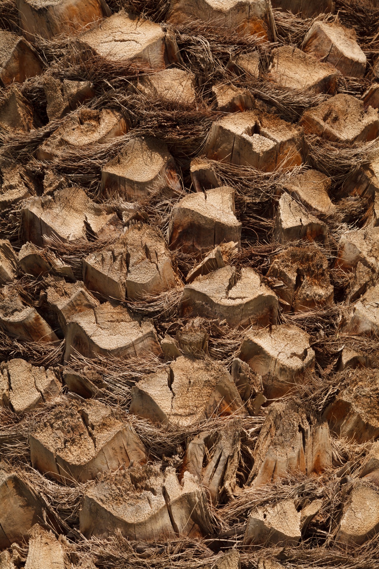 detail wood background free photo