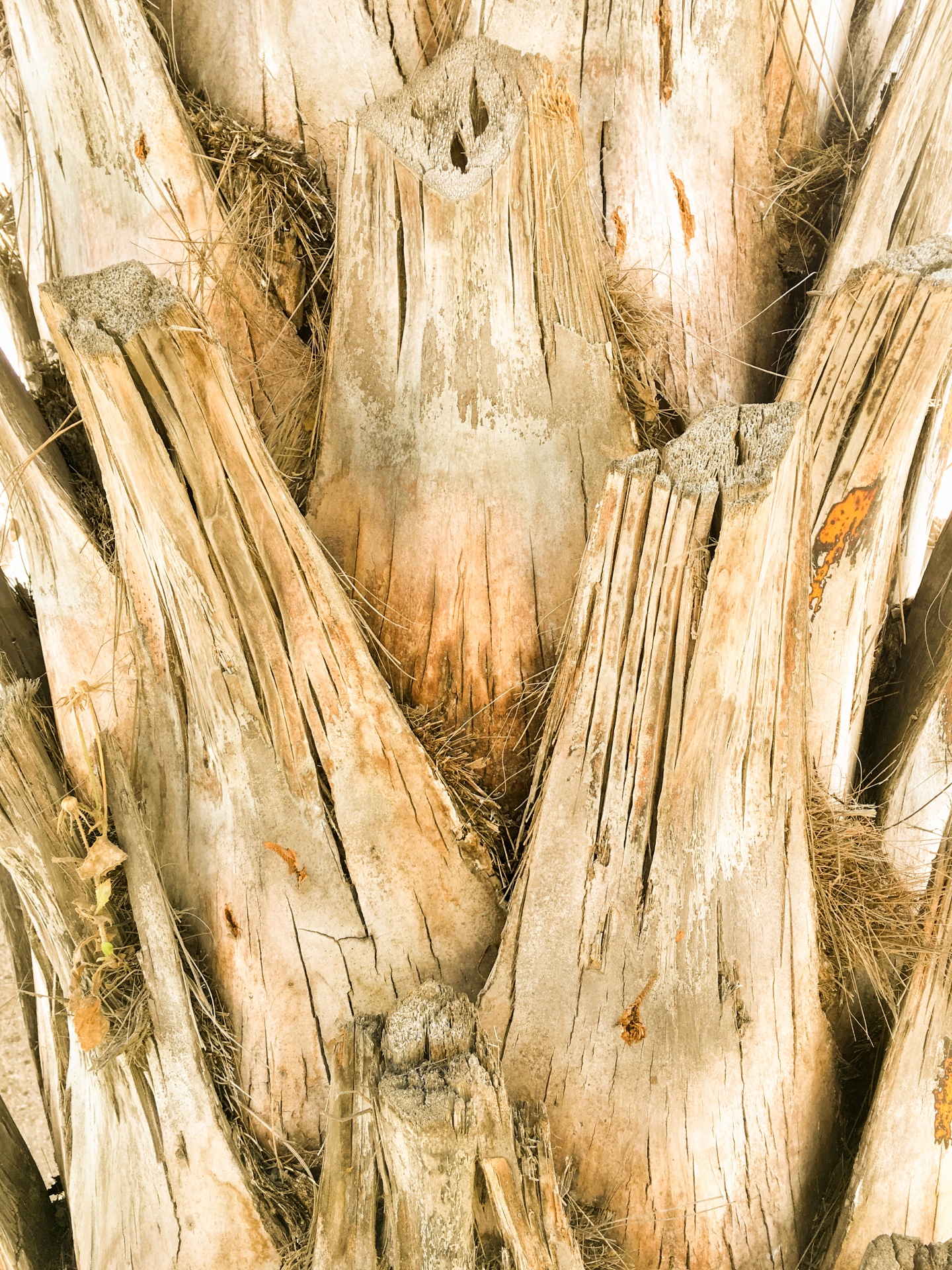 abstract background bark free photo