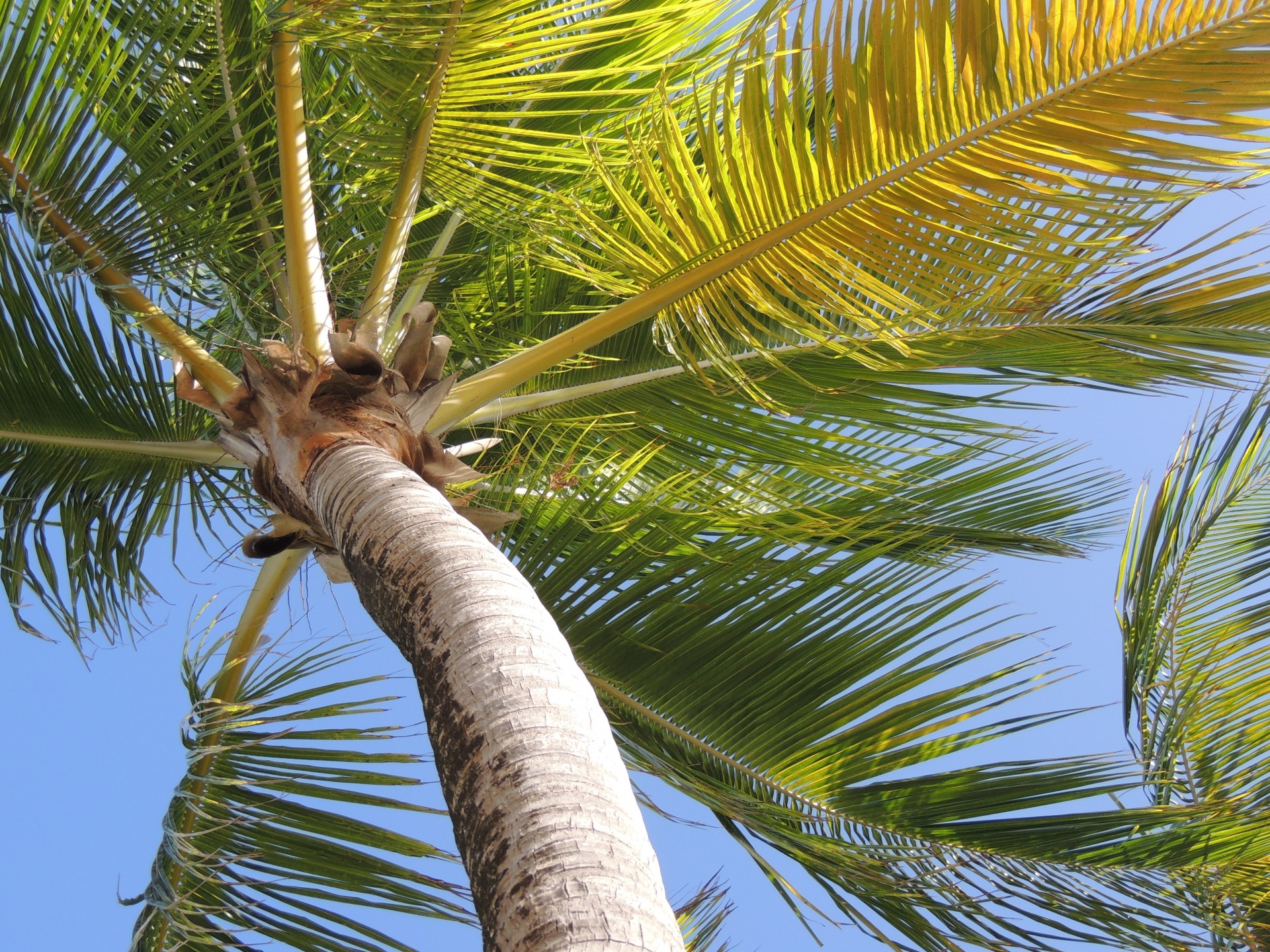 palm tree sky free photo