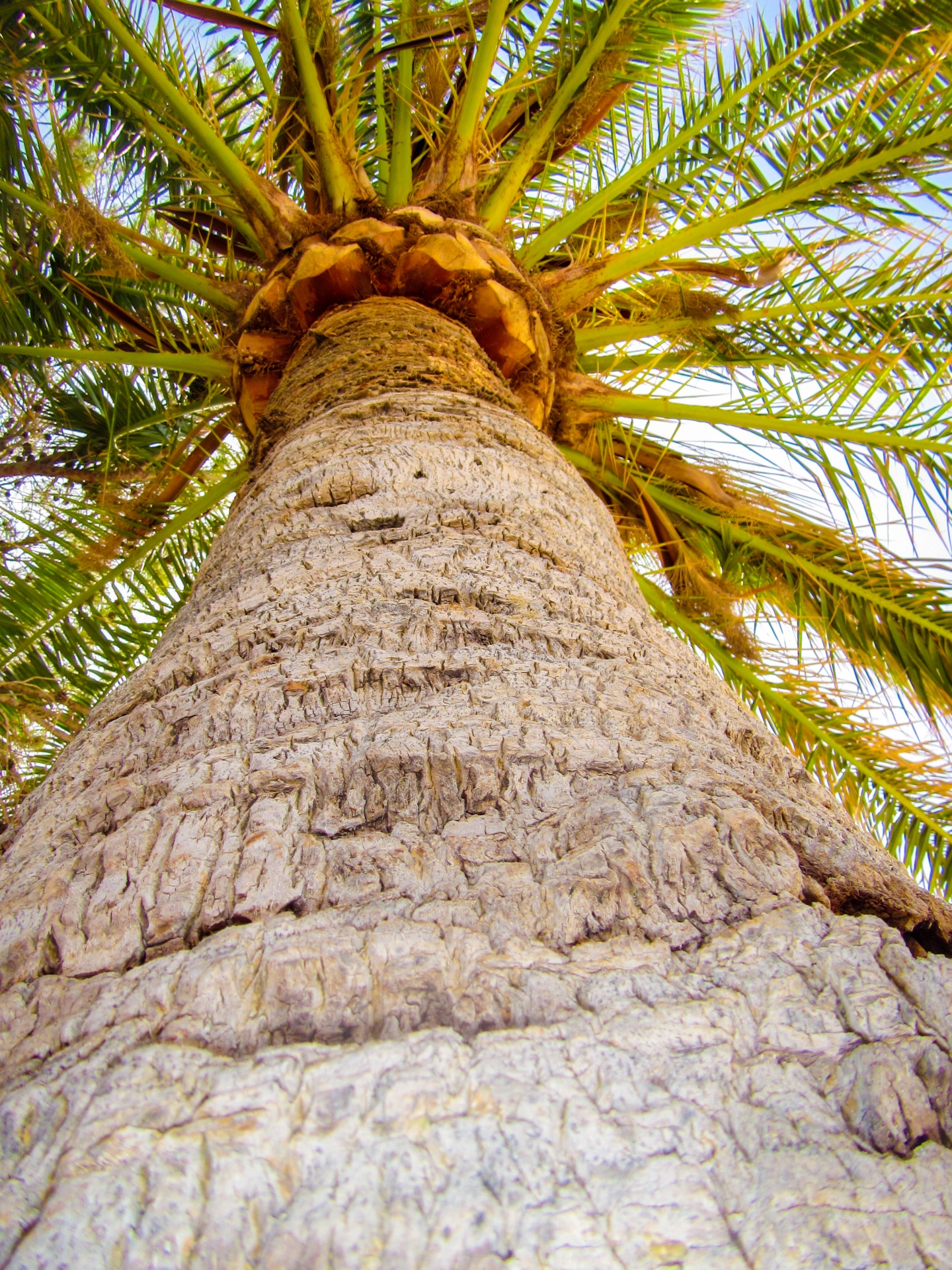 detail-green-high-leaf-leaves-free-image-from-needpix