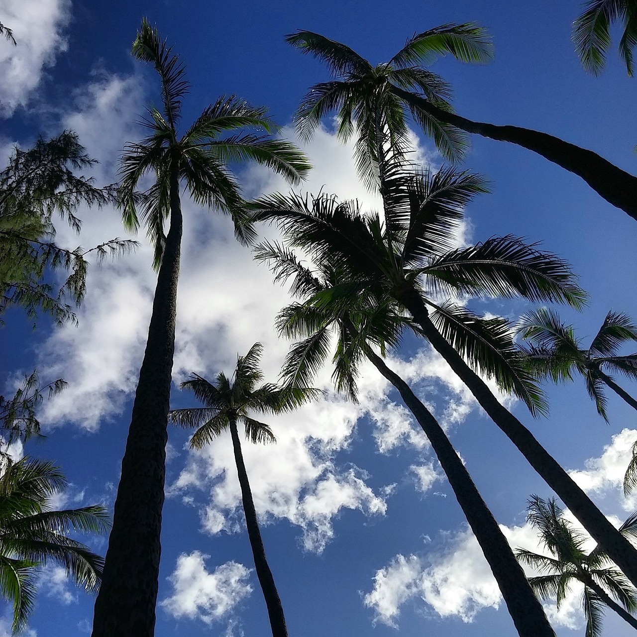 palm trees nature outdoors free photo