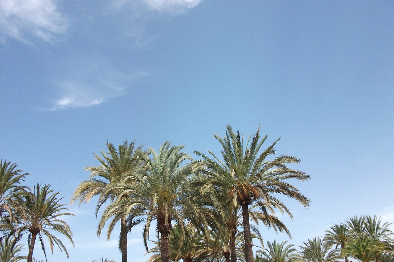 palm trees sun spain free photo