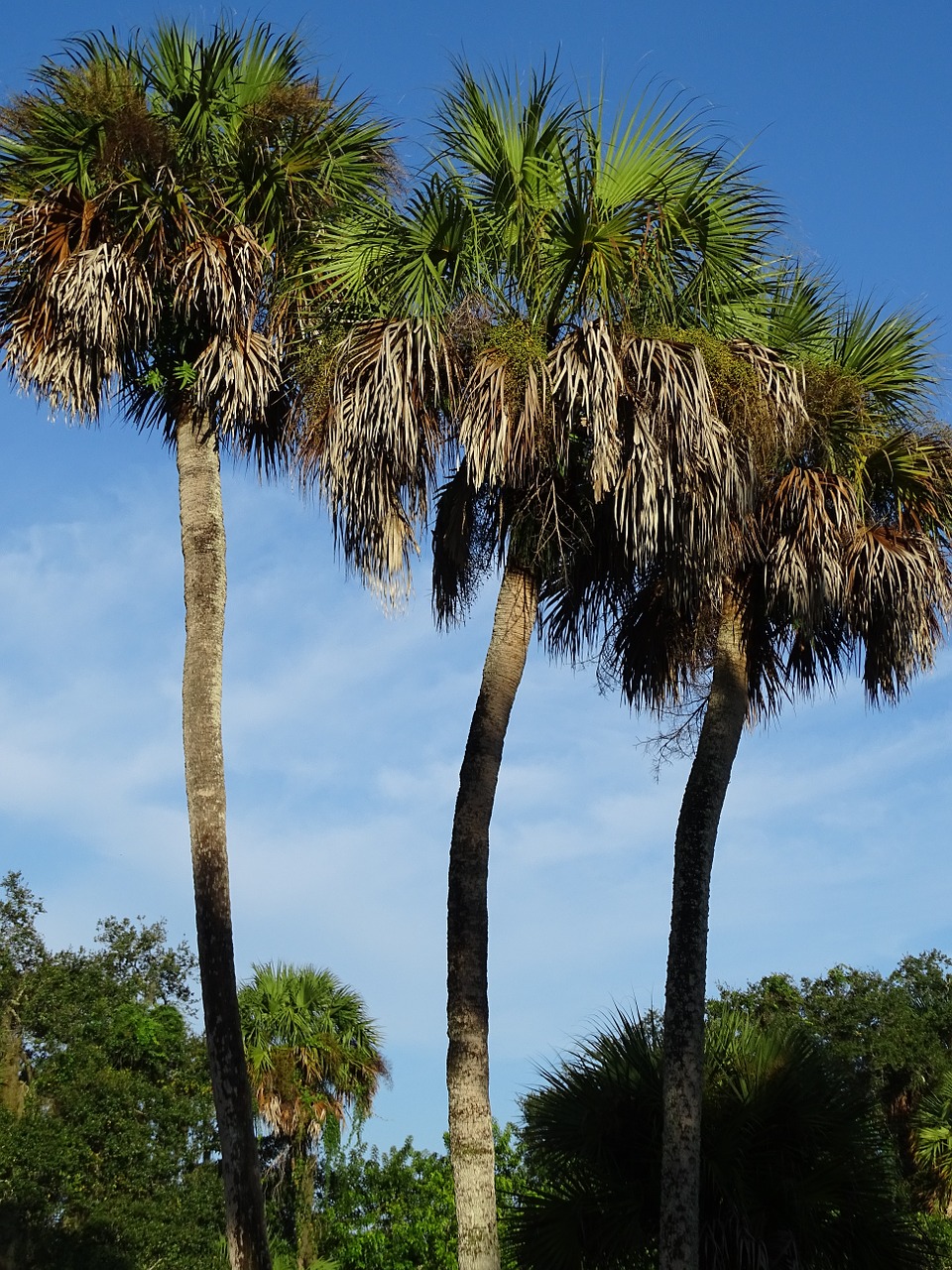 palm trees tropical palm free photo