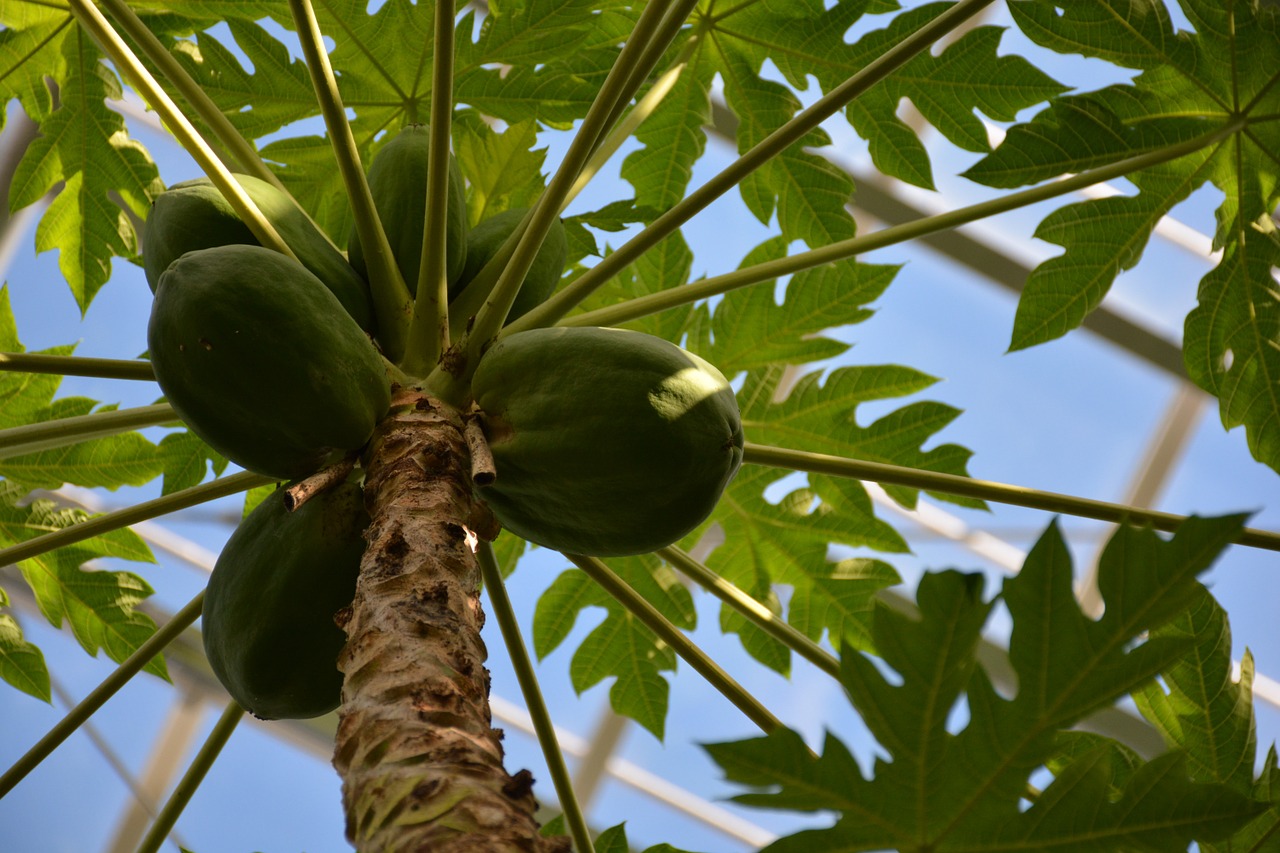 palm trees green greenhouse free photo