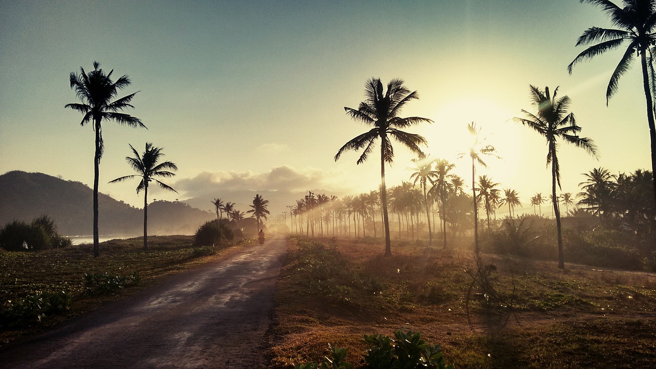 palm trees roadway landscape free photo