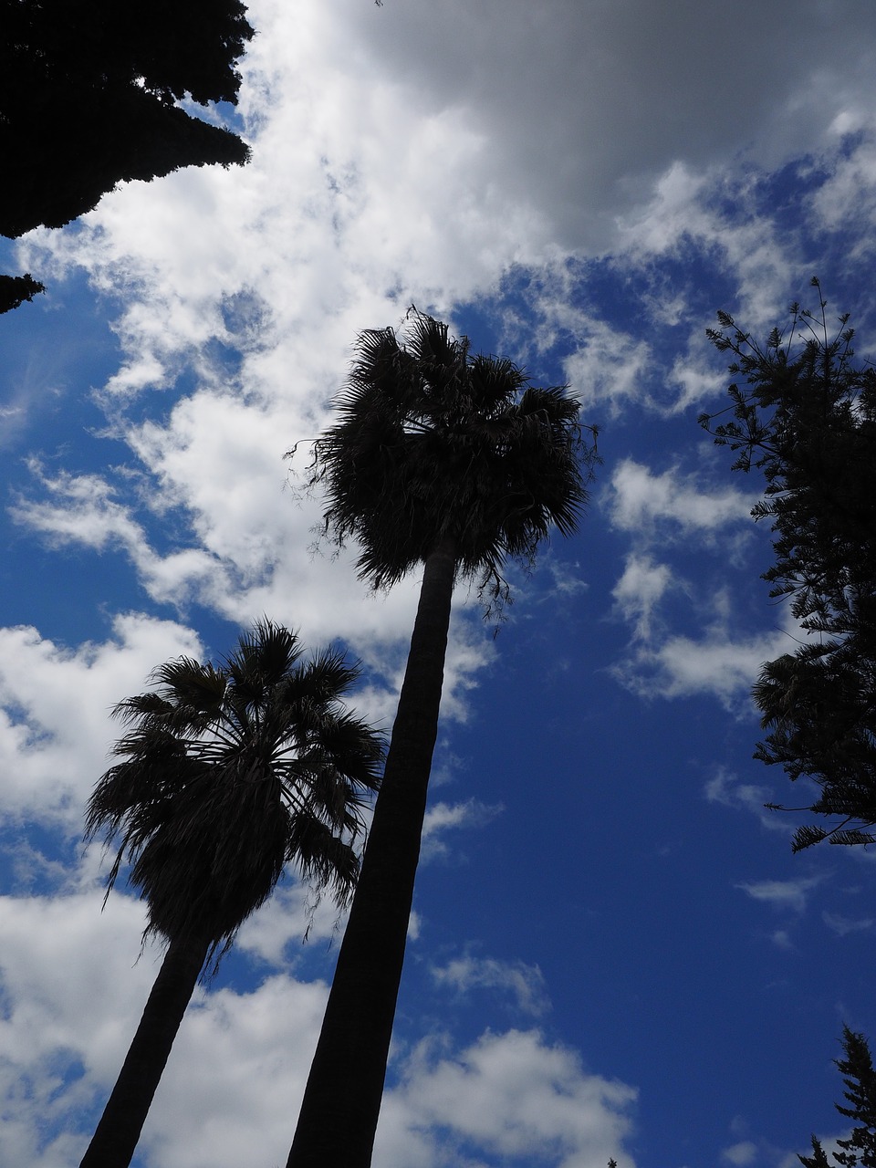palm trees strains long free photo
