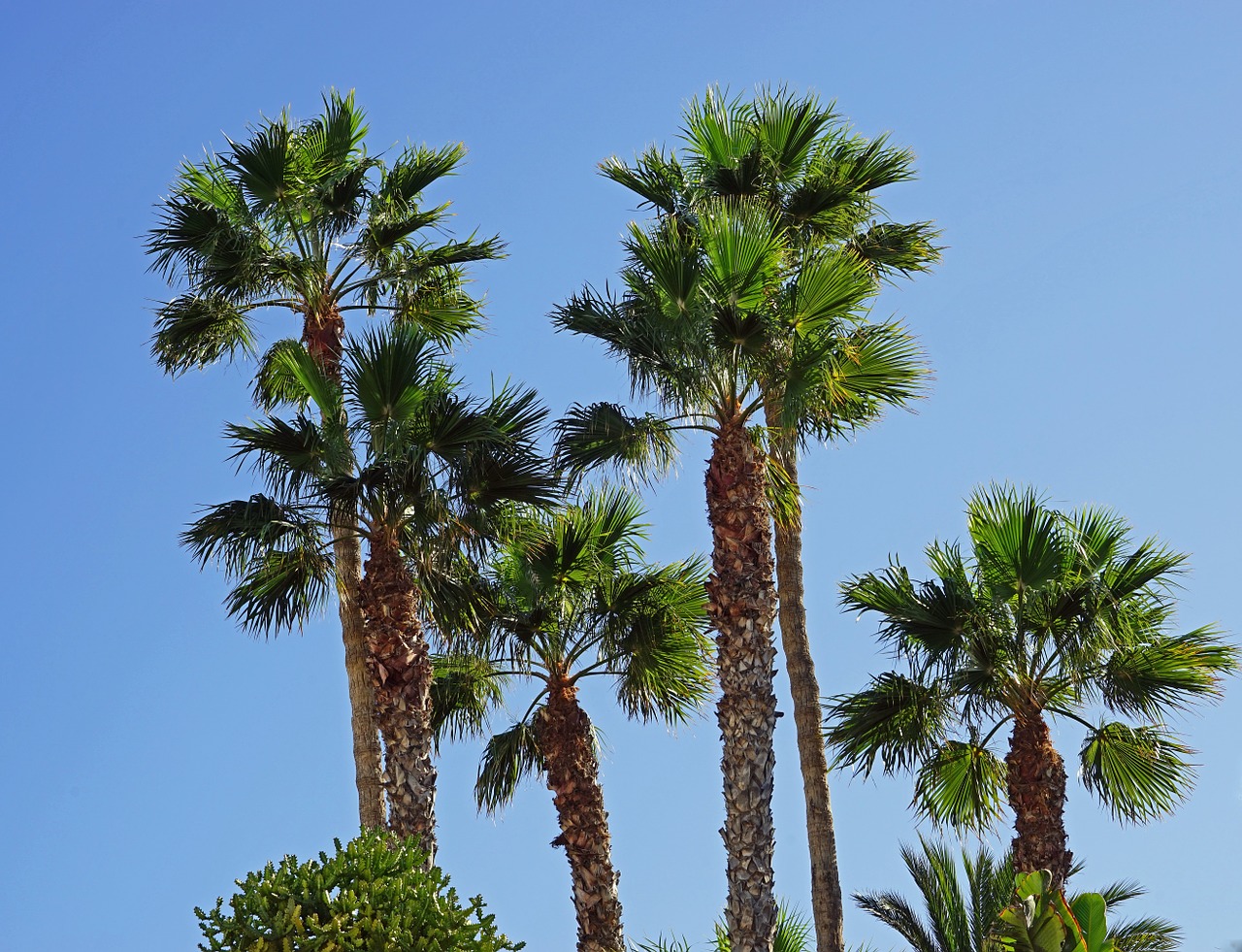 palm trees sky blue free photo