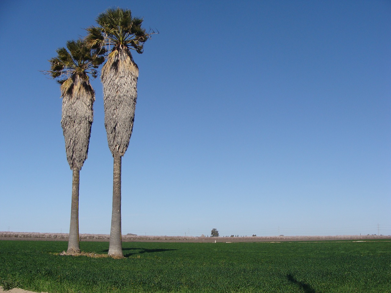 palm trees field palm free photo