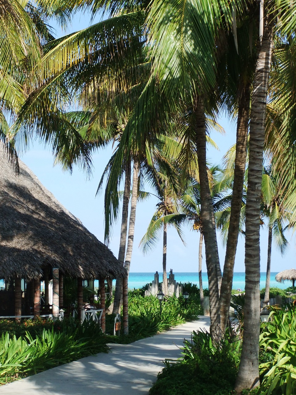 palm trees ocean holiday free photo