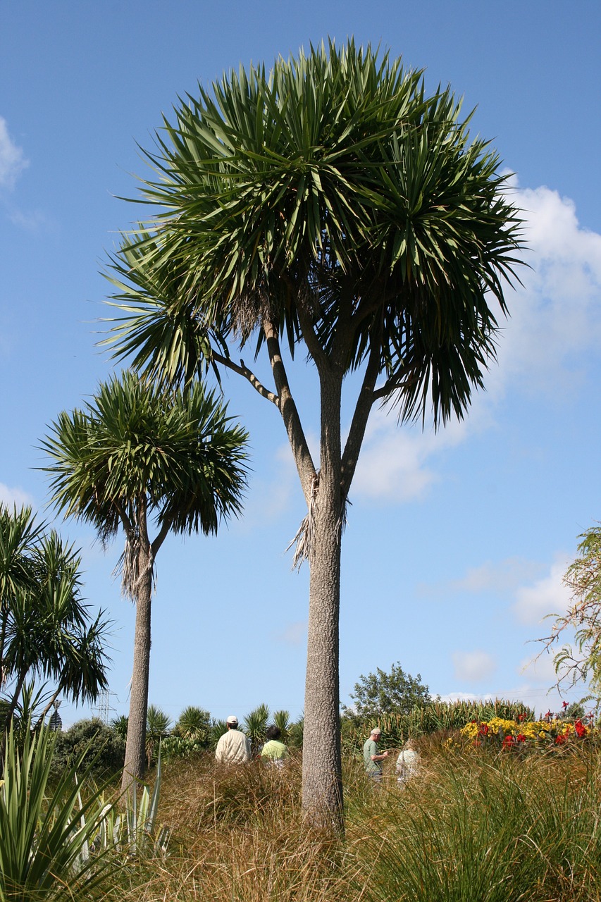 palm trees cordyline australis botanical garden free photo