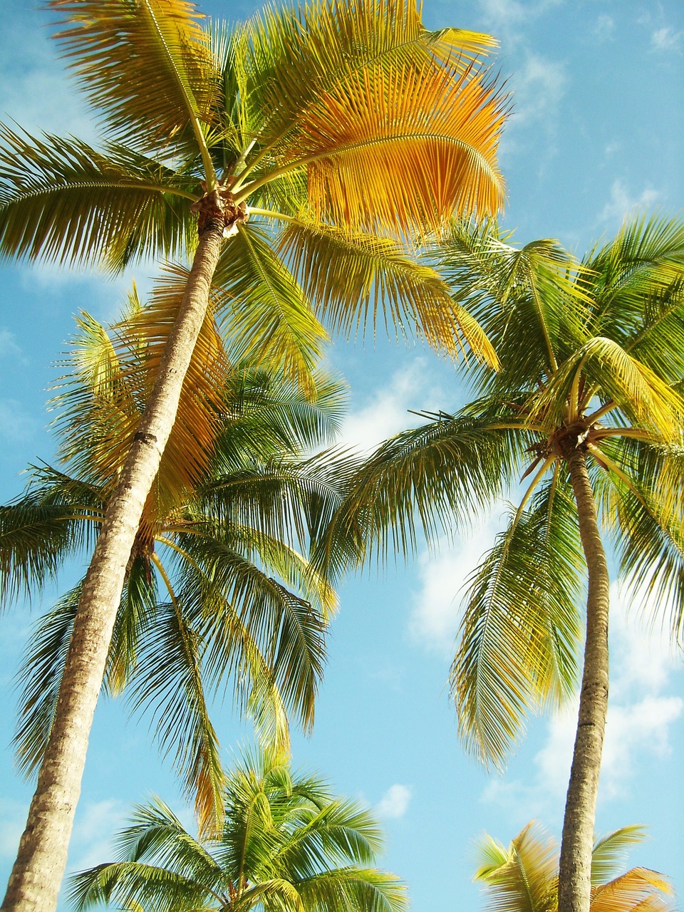 palm trees guadeloupe beach free photo