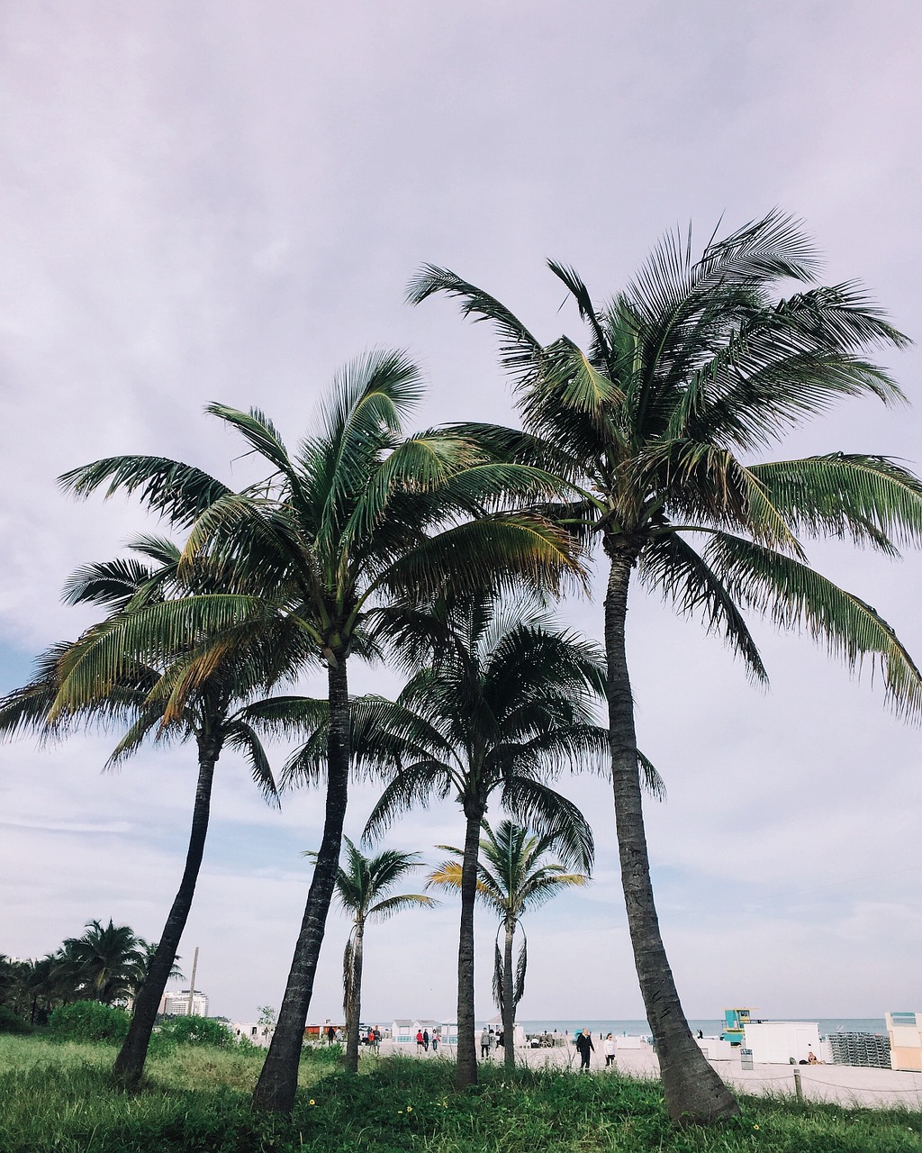 palm trees palm beach free photo