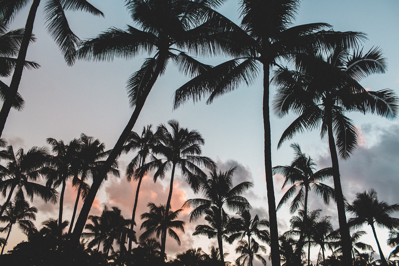 palm trees trees dusk free photo