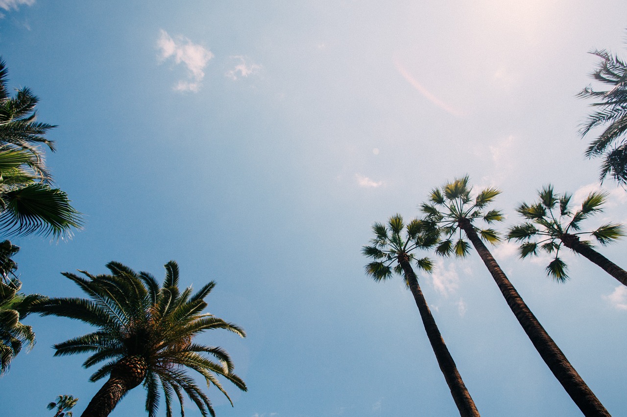 palm trees sky palm free photo