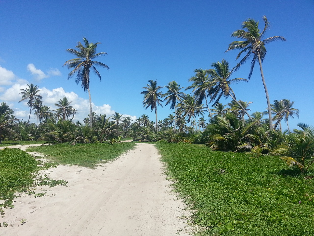 palm trees sand road landscape free photo