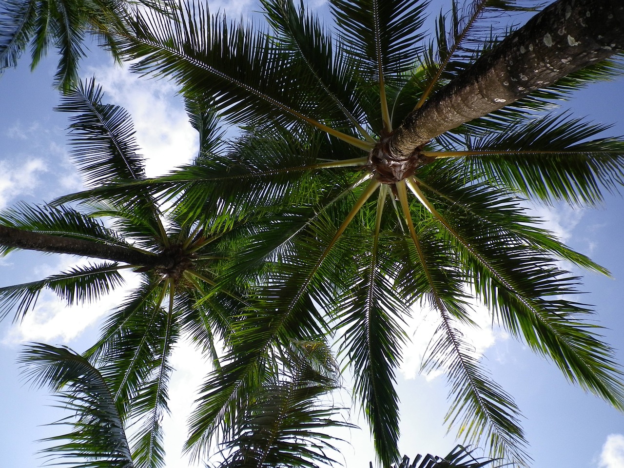 palm trees sky clouds free photo