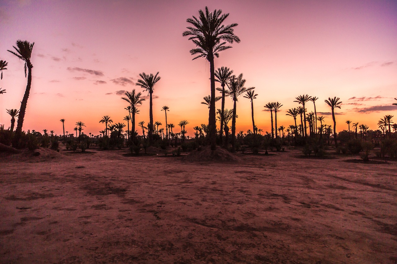 palm trees palm sunset free photo