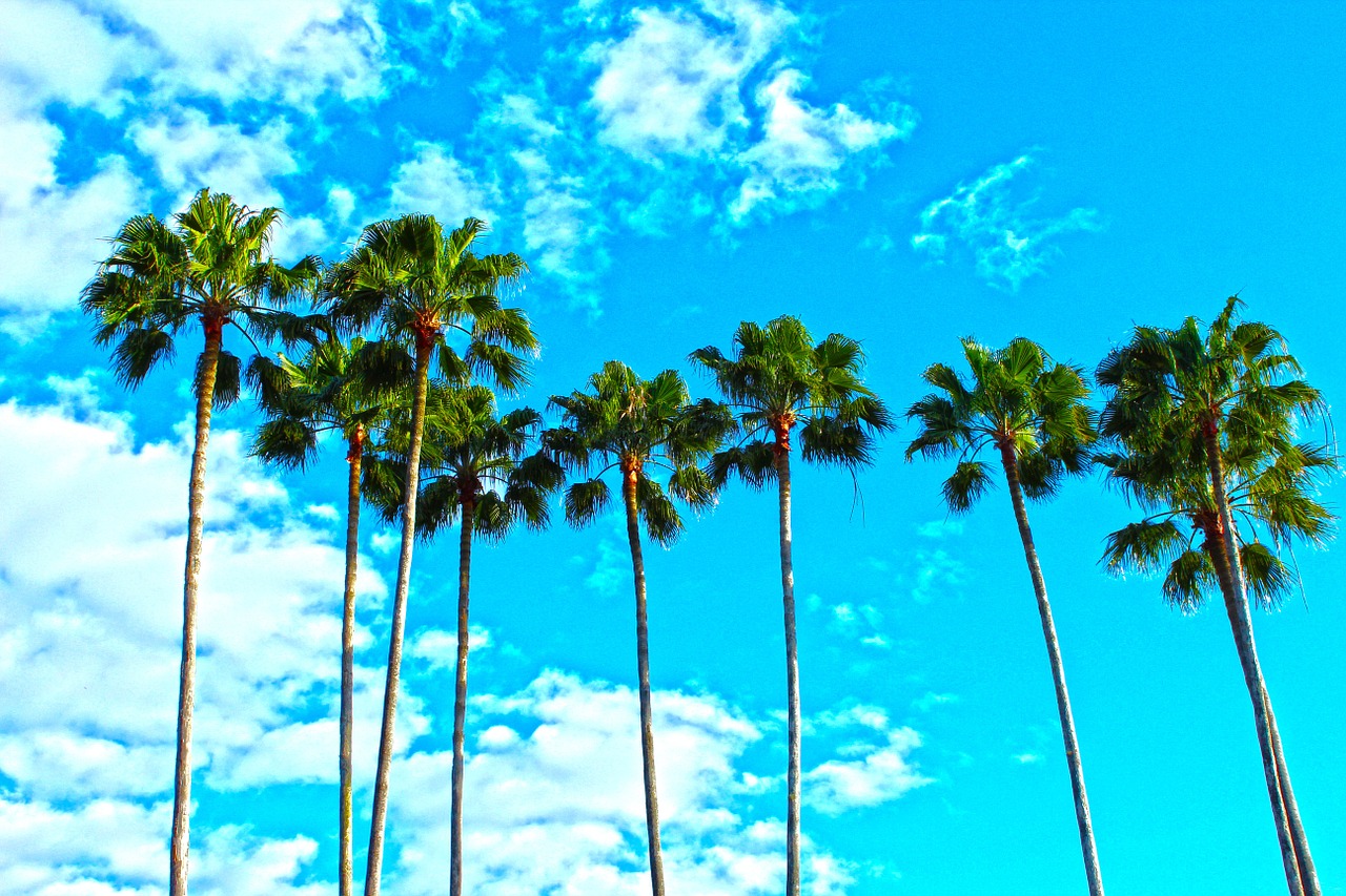 palm trees florida tropical free photo